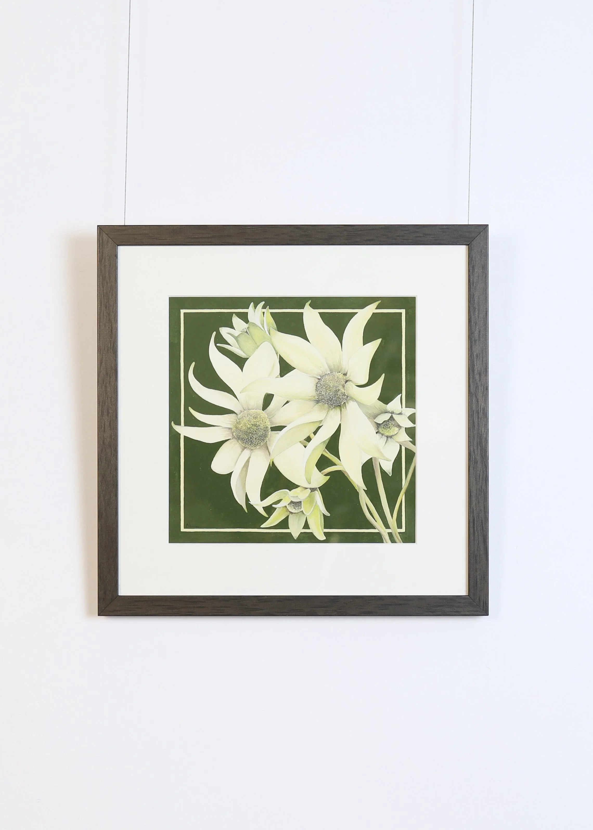 Nina Paine - Flannel Flowers 3
