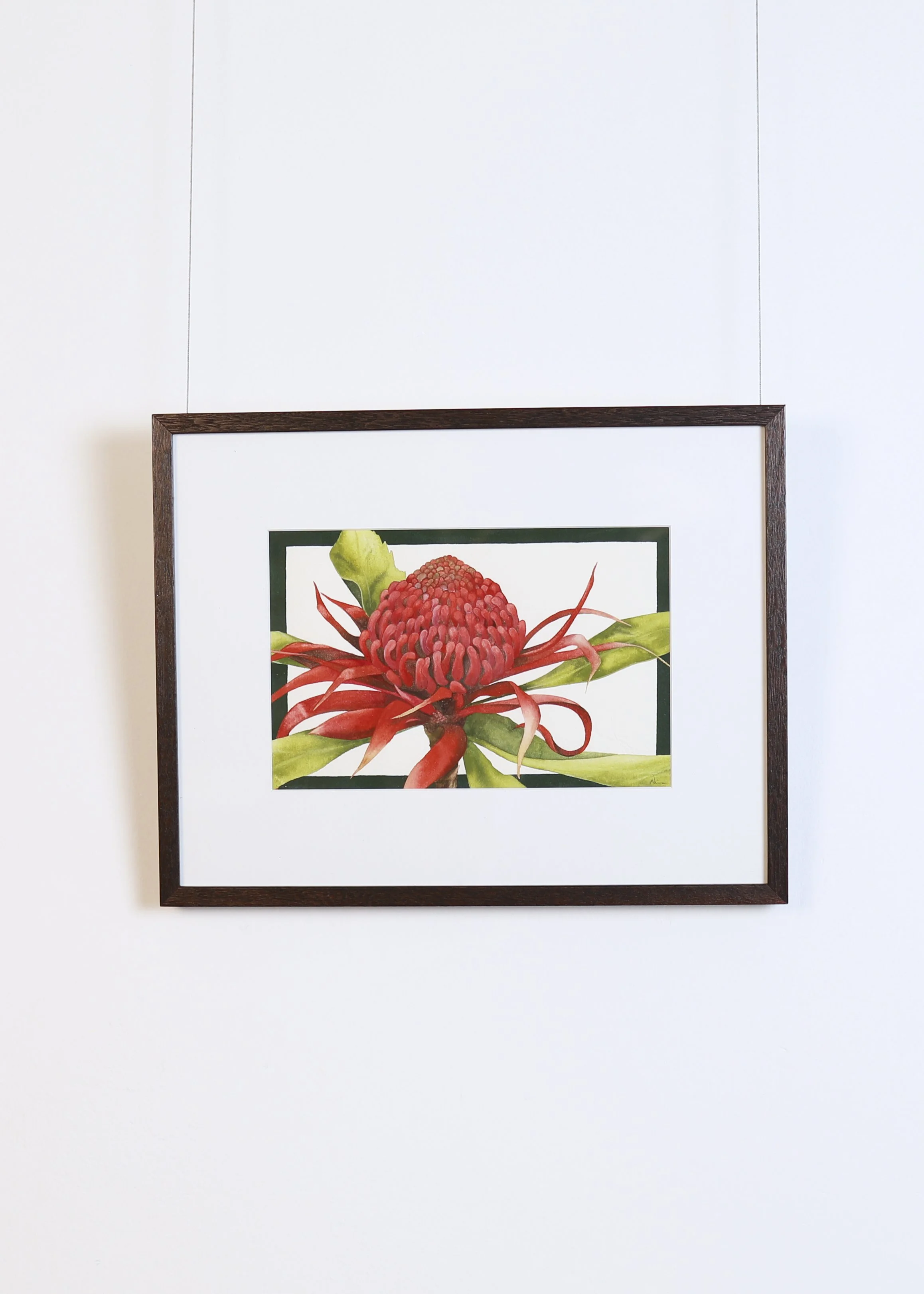 Nina Paine - Waratah 5
