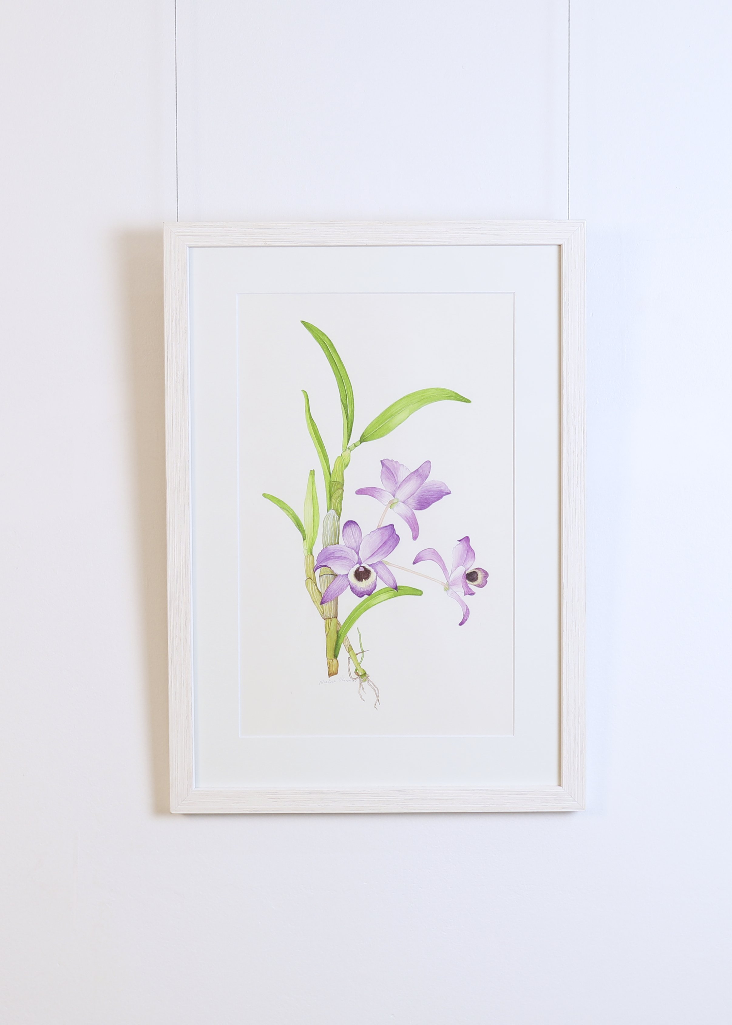 Noeline O'Connor - Orchid Blooms