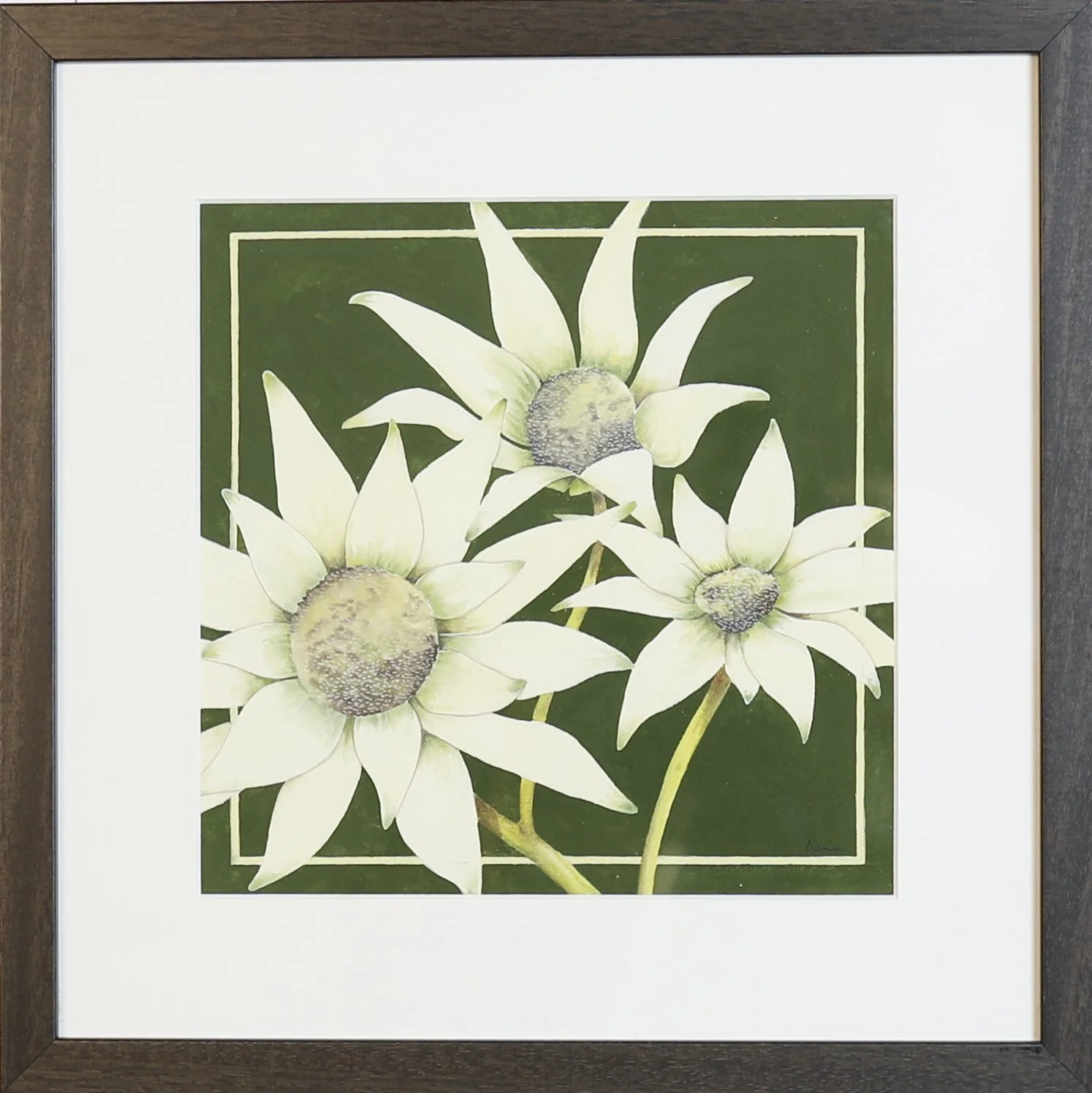 Nina Paine - Flannel Flowers 2