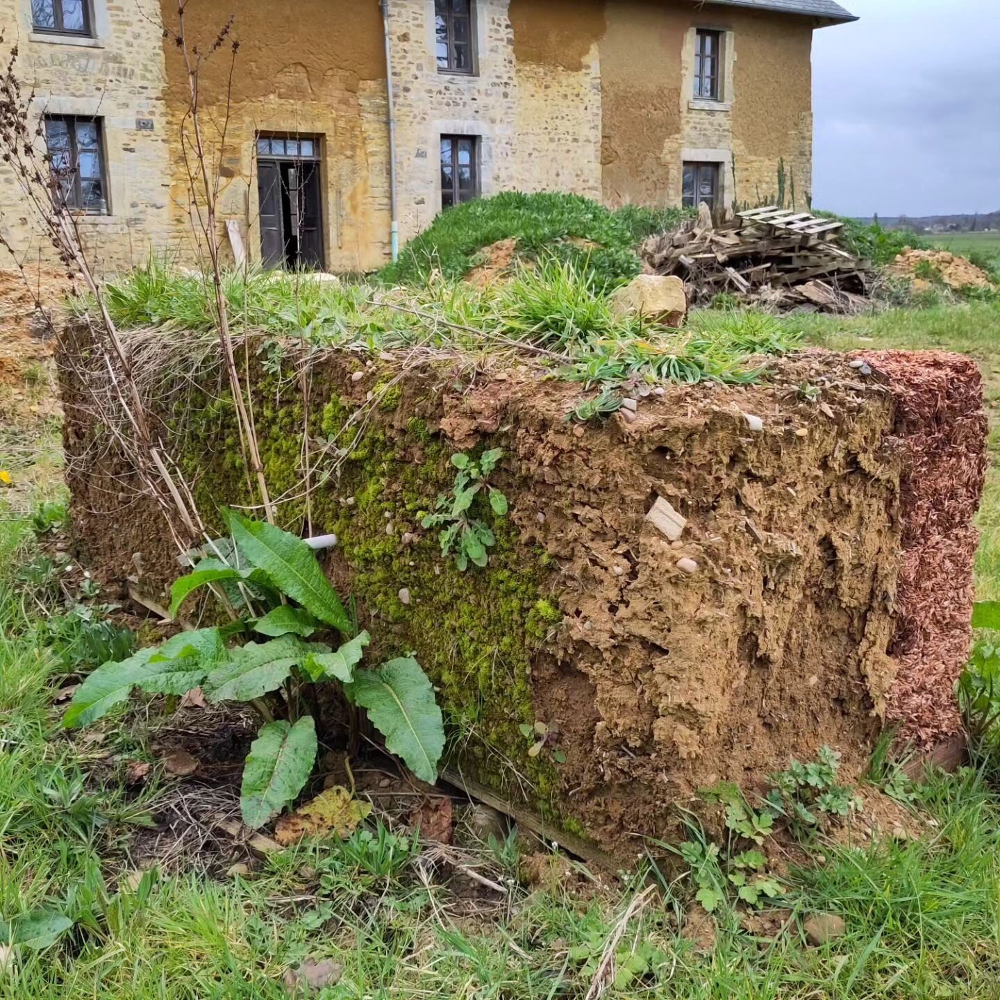 Mass earth (cob) and light earth have different biodiversity potential, two sides of the same wall left out in a French marsh for 4 years, a roof would certainly make a difference 
#cobbauge #lightearth #biodiversity