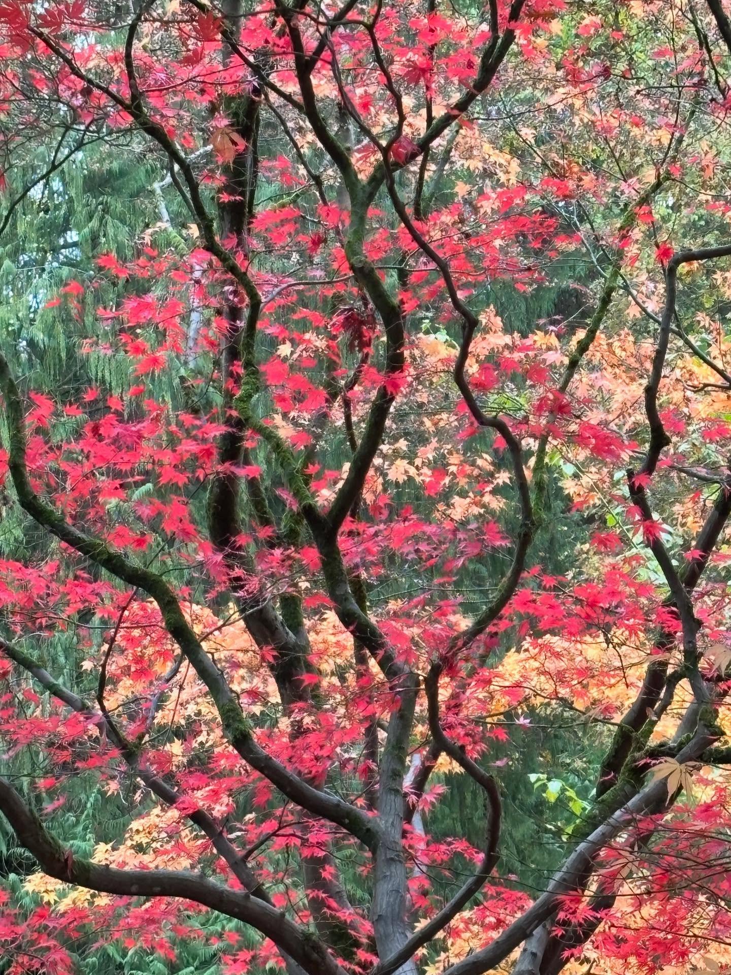 Is there anything more beautiful than nature ripe in her eternal transition and transformation? 

Nature seems so simple, yet is our steadfast mirror in her complexity, intricacy, beauty and power.

A reminder to breathe with the falling leaves, to w