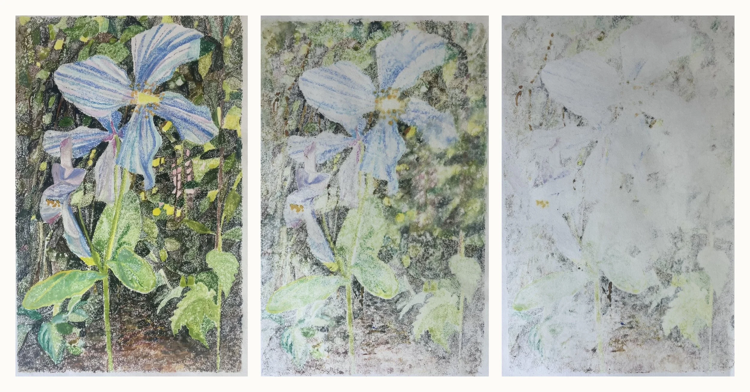 Three artistic landscapes of the same blue-flowered plant with green leaves, each progressively more faded, showing different stages of artistic rendering.