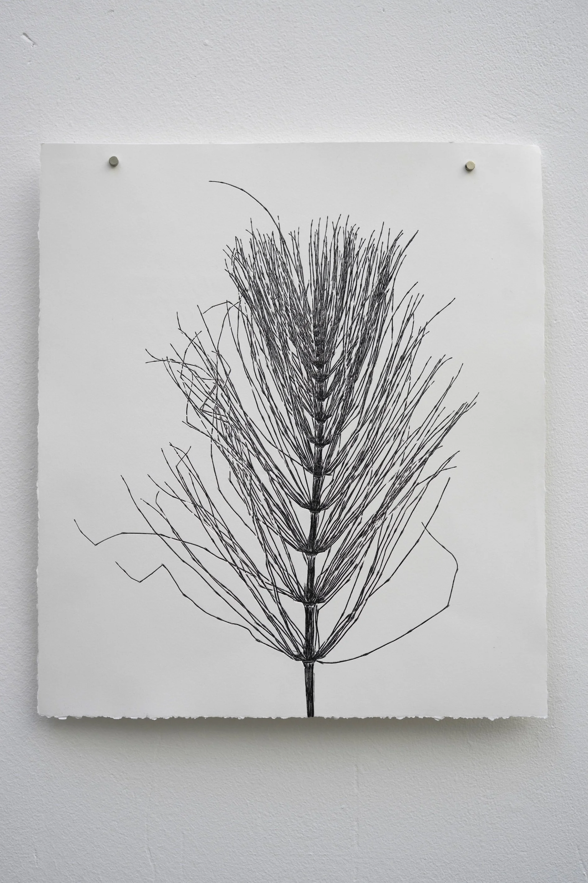 _DSC8452-Living Fossil 21.jpg