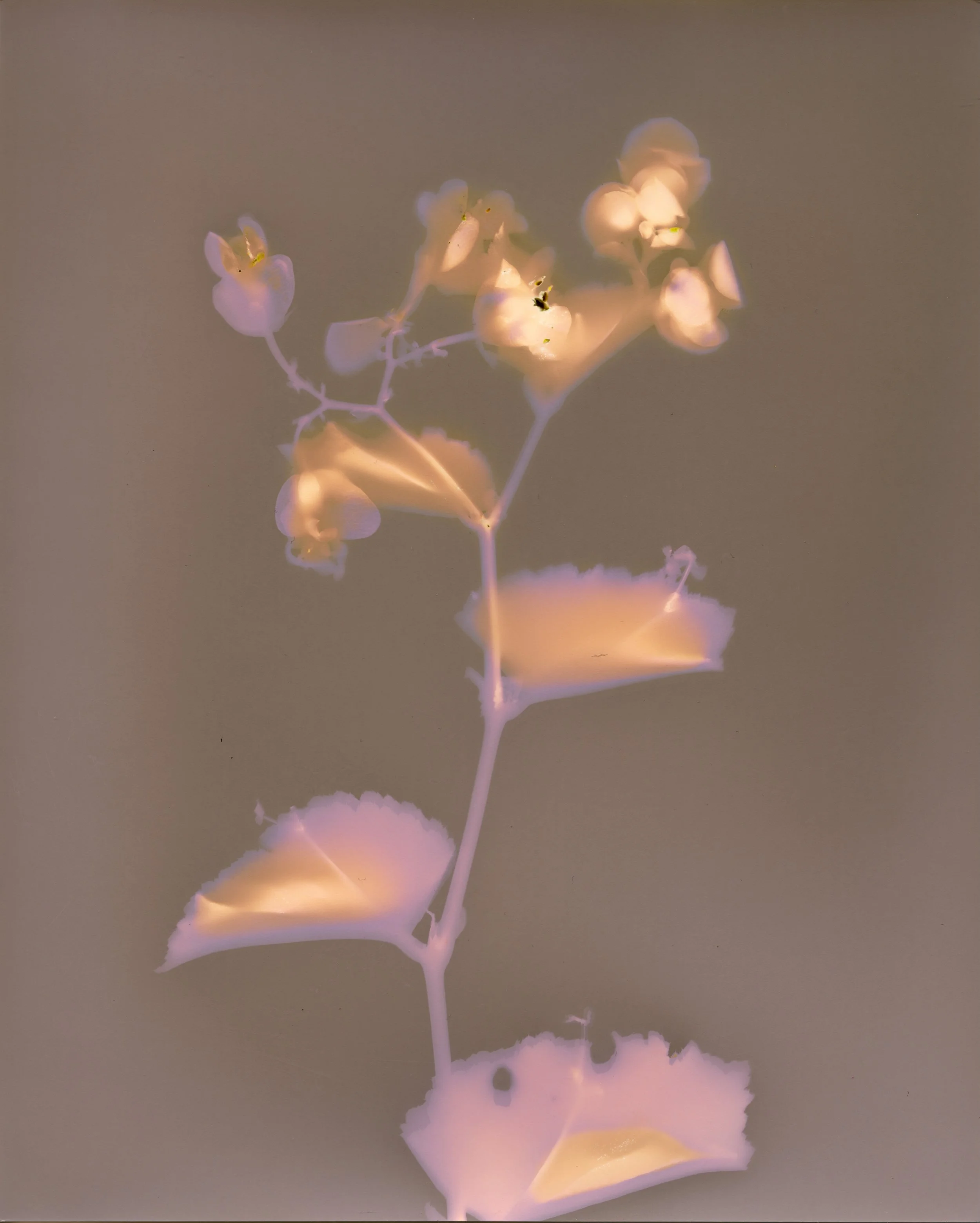 Begonia I