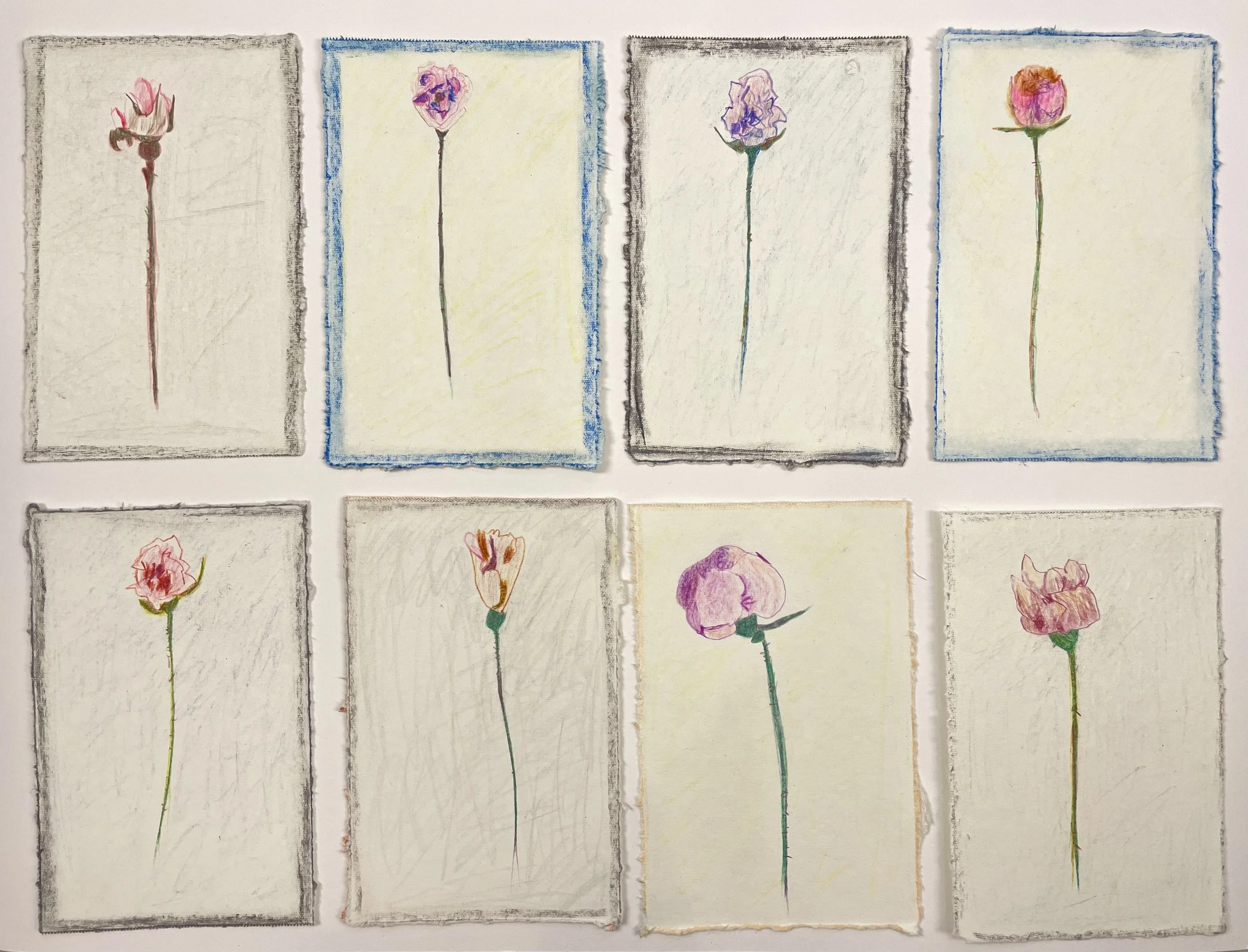 Meditation on a rose series
 Color pencil and pastel on paper 
5" x 8” sheets
A week in March