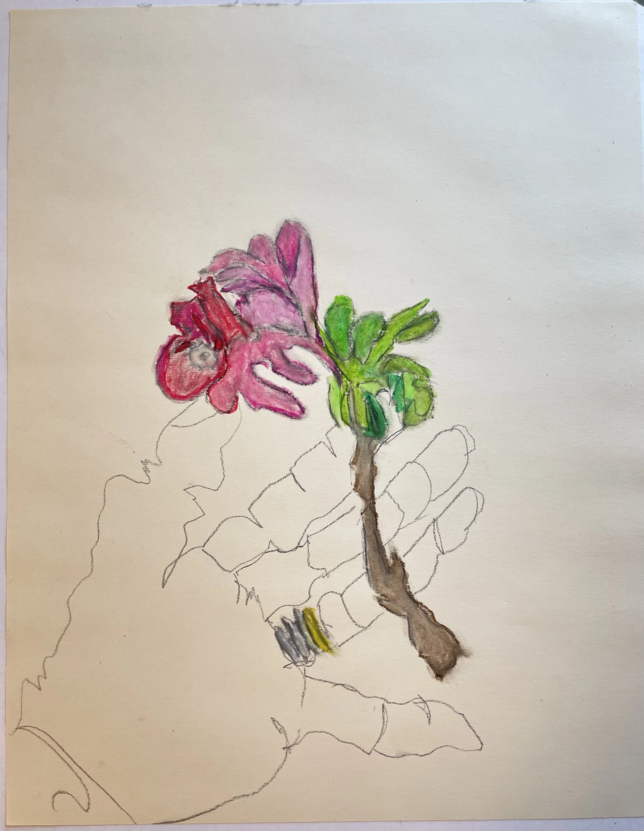 Plant hand
 Pencil and oil pastel on paper 
11" x 14"
2026