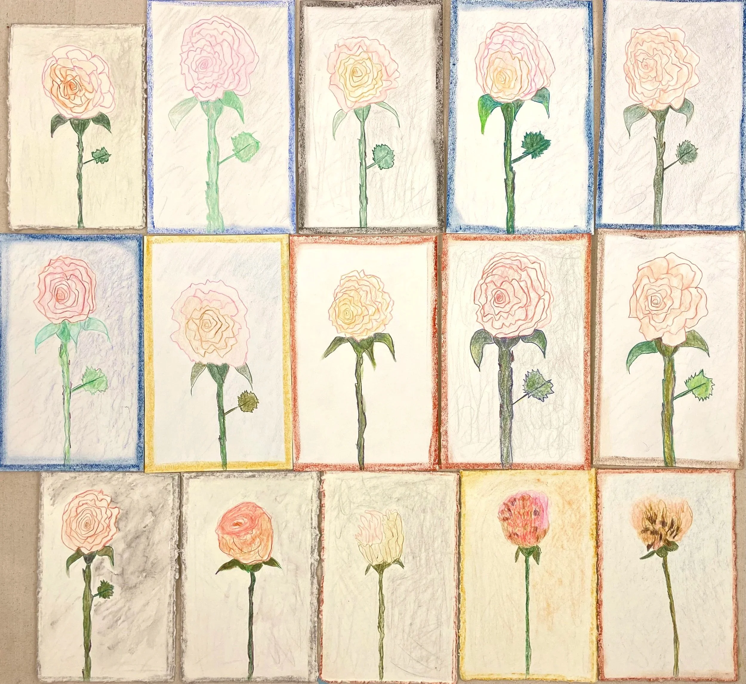 Meditation on a rose
 Color pencil and pastel 
on paper 
Various sizes approx 4"x6" each 
2025-ongoing