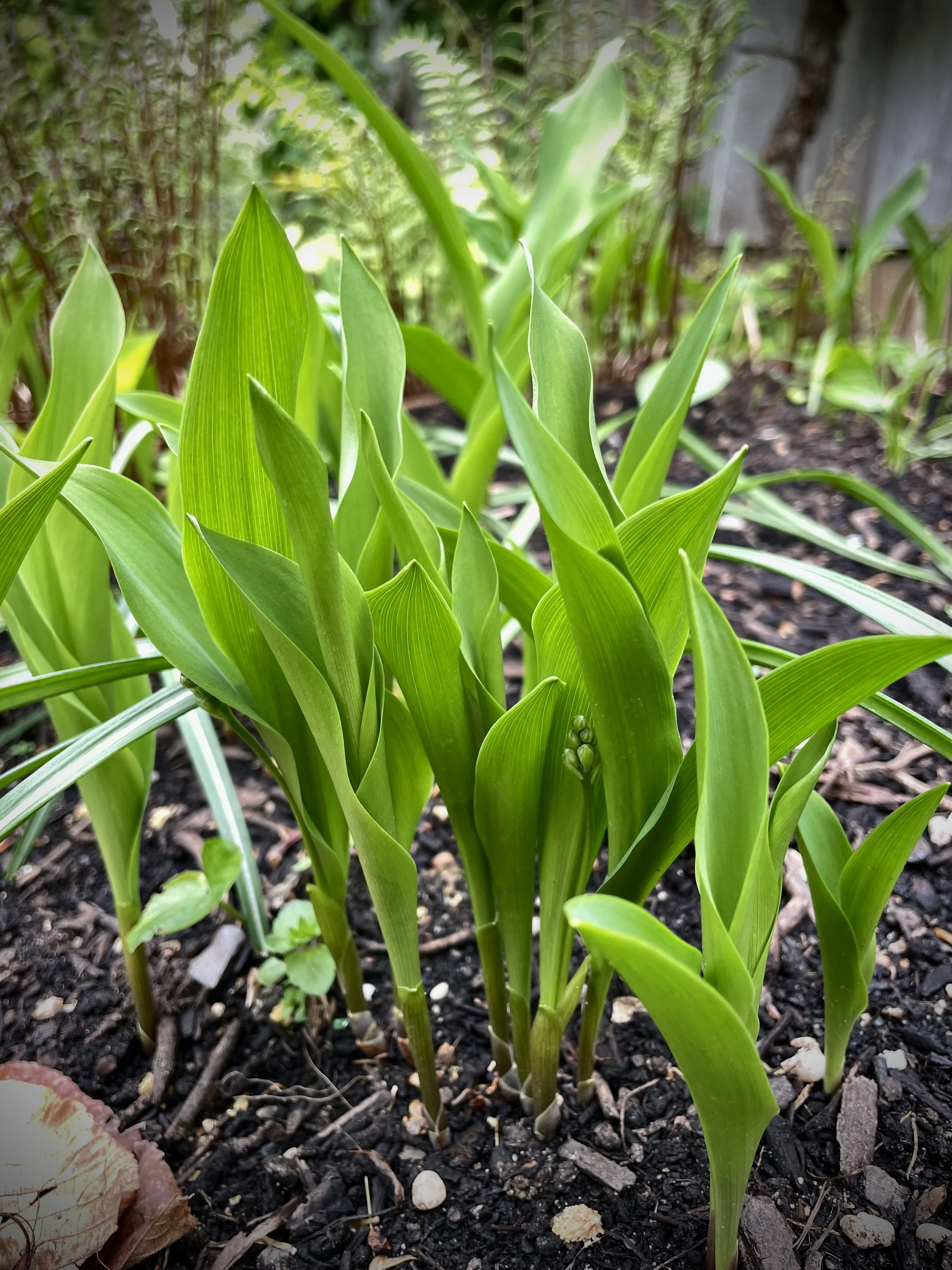 Unfurling