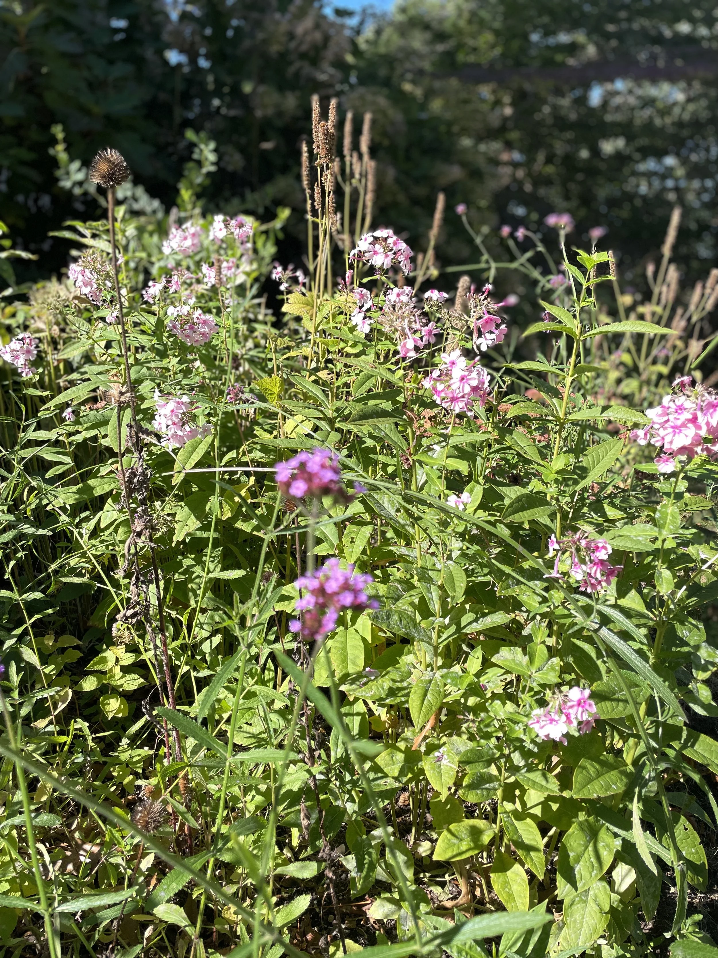Early fall tangle
