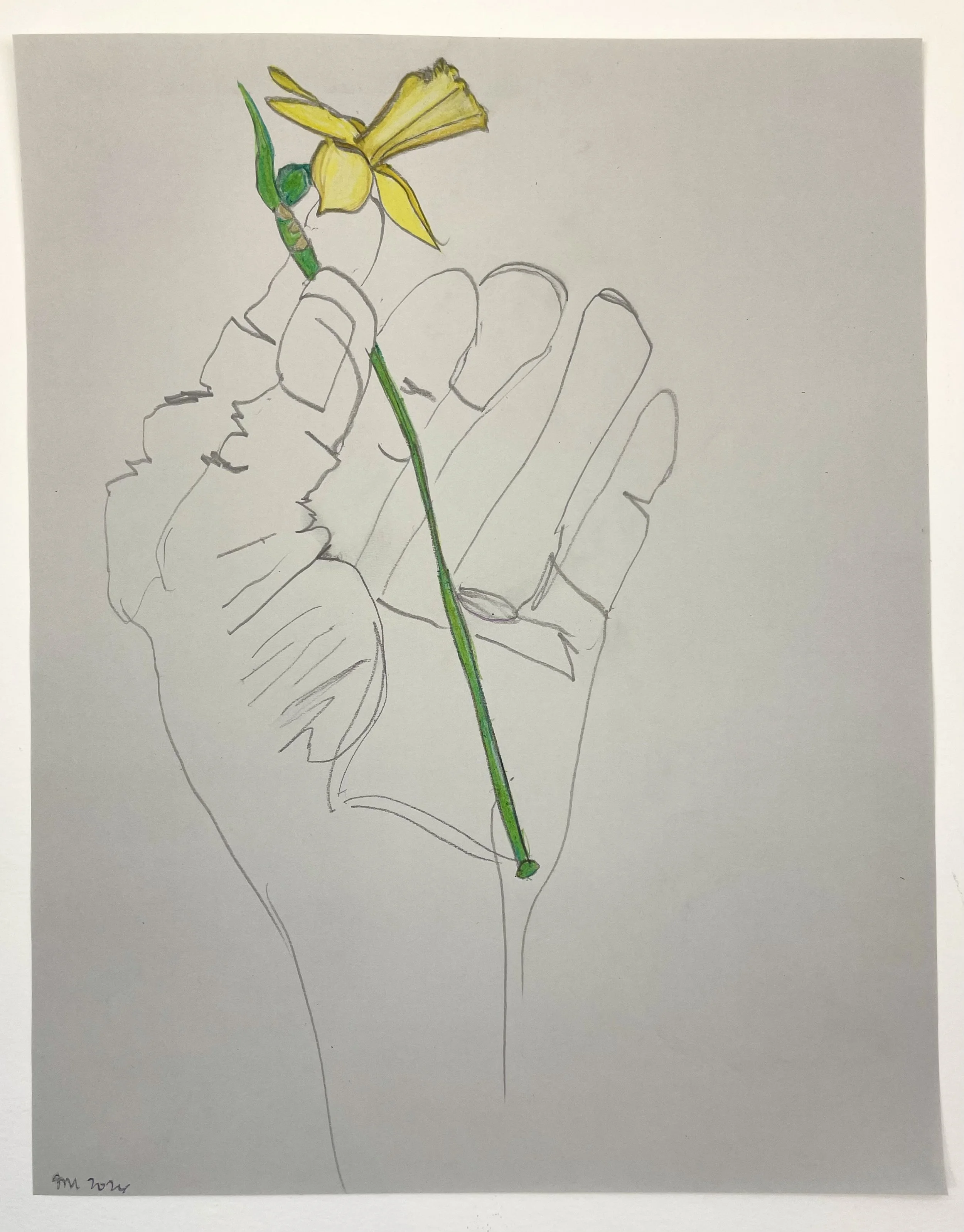 Daffodil in hand
 Pencils on paper  
11" x 14” 
2026