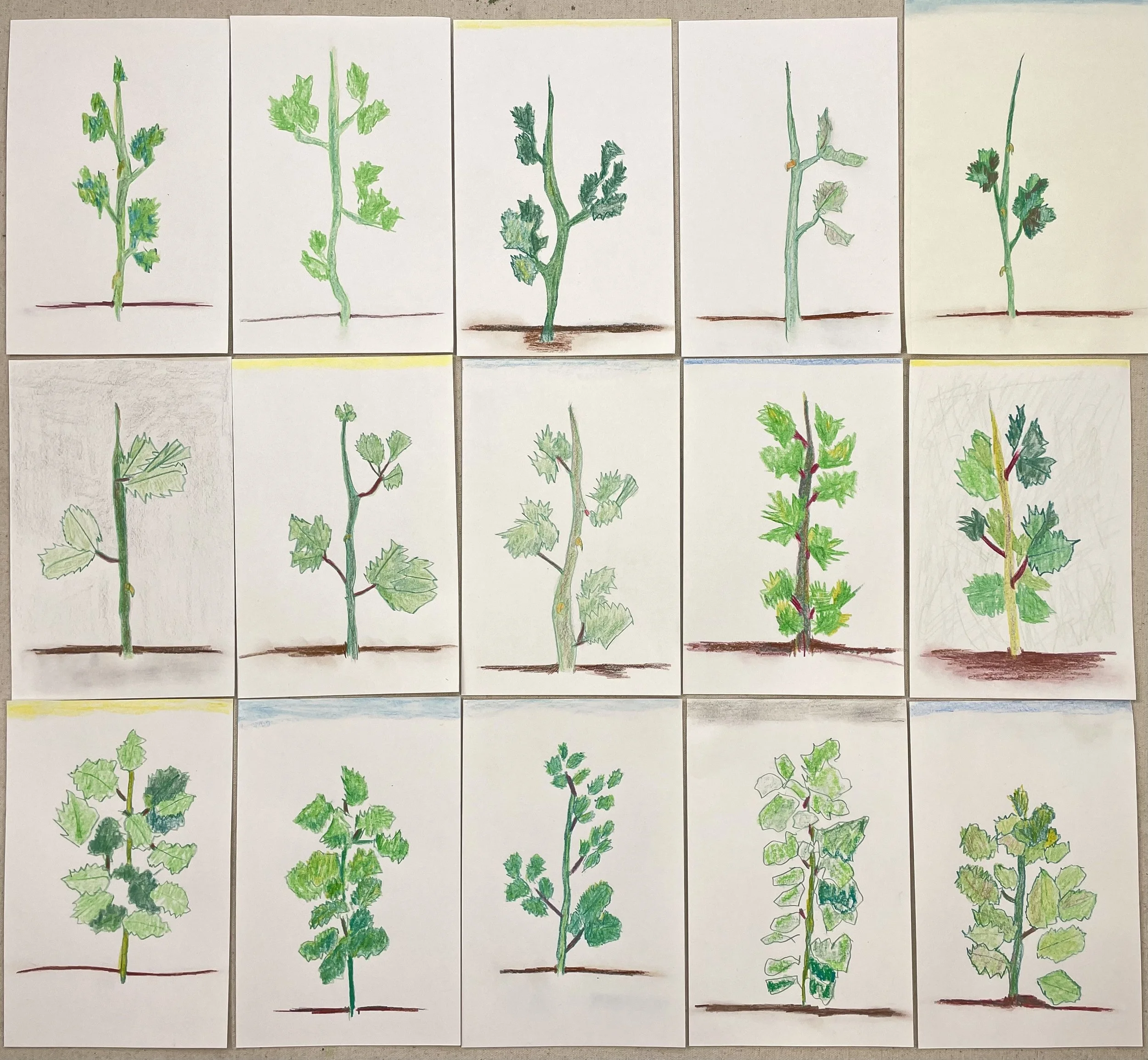 15 days in spring (Meditation on a rose series)
 Color pencil and oil pastel on paper 
6" x 9" sheets, overall 30" x 27")
2026