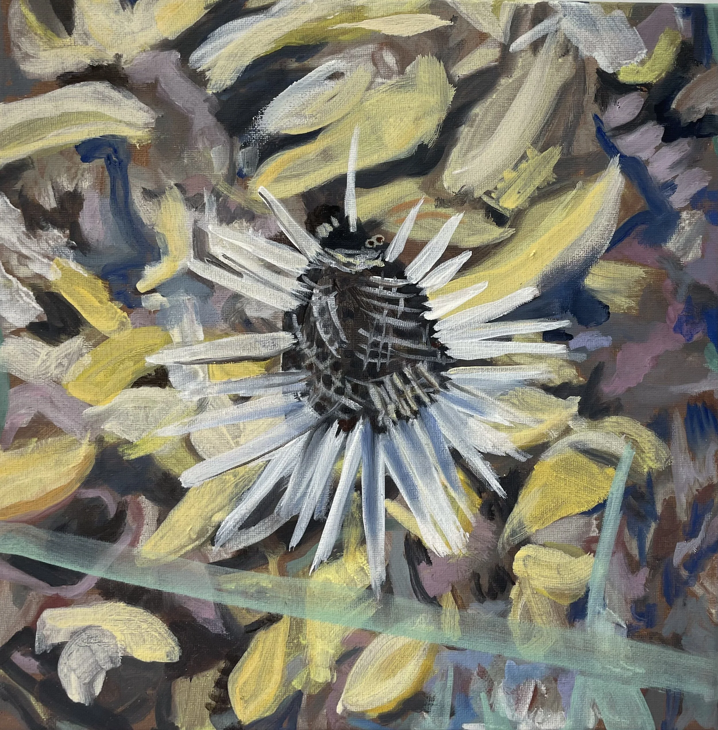 Fall echinacea v 1
 Oil on canvas 
12" x 12"
2023