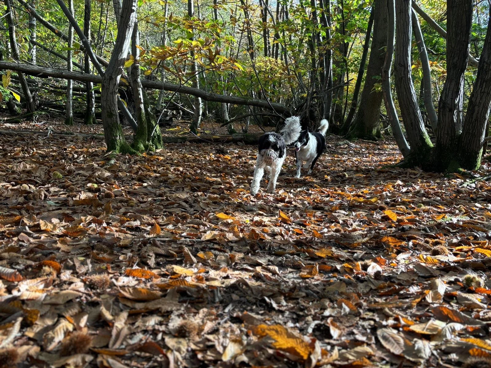 WhatsApp Image 2026-02-14 at 17.23.34 (5).jpeg