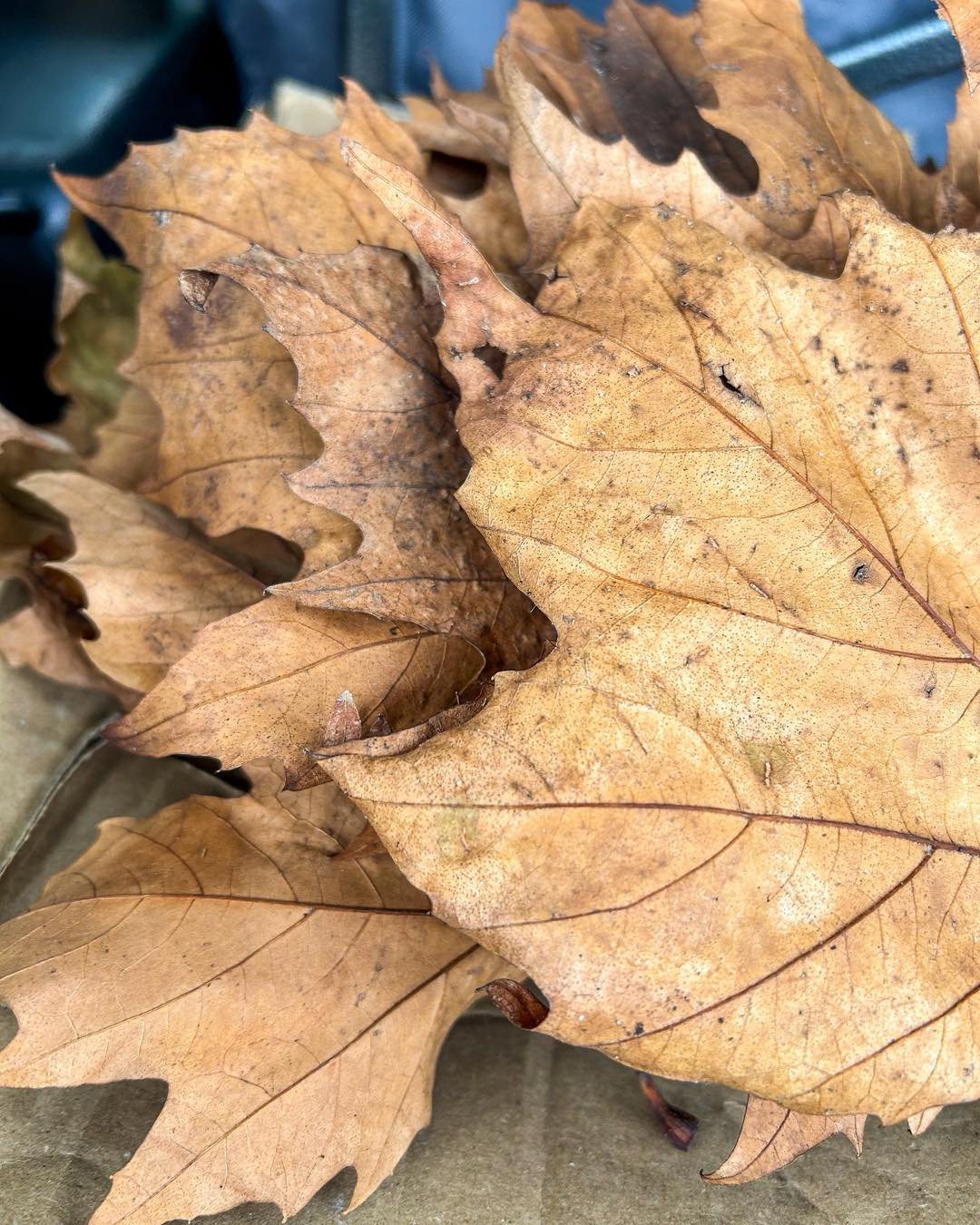 A handful of fallen leaves collected outside the market.

Most people saw leaves.

I saw future art projects. 🍂

 #projects #art  #artist #creativekids #CreativeKids #kidsartprojects