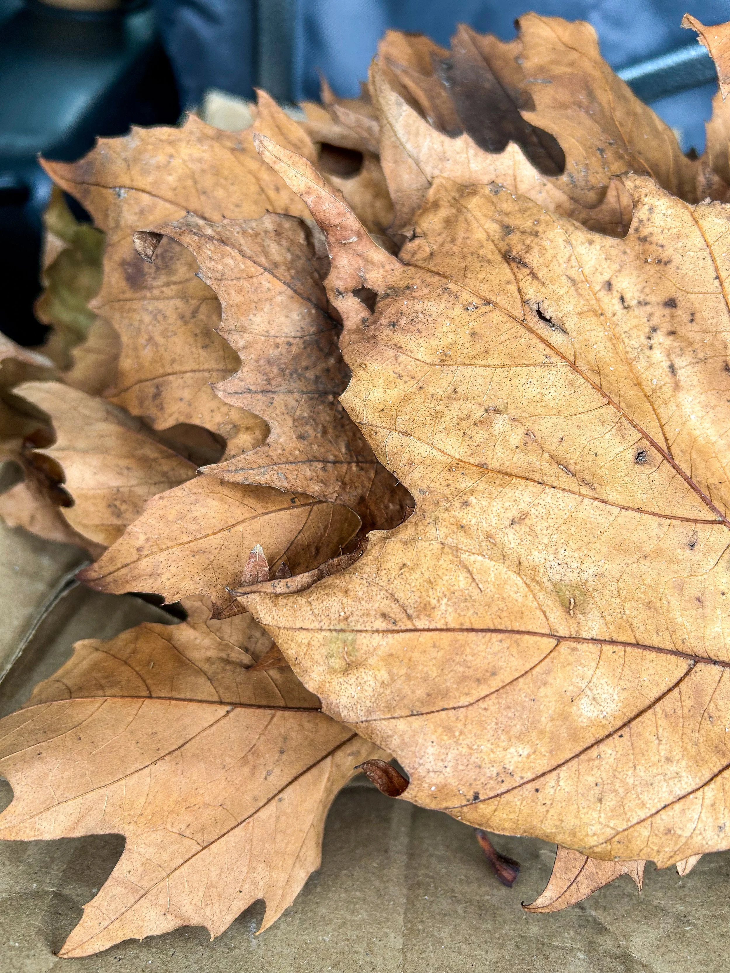 Nature Art: Painting on Leaves
