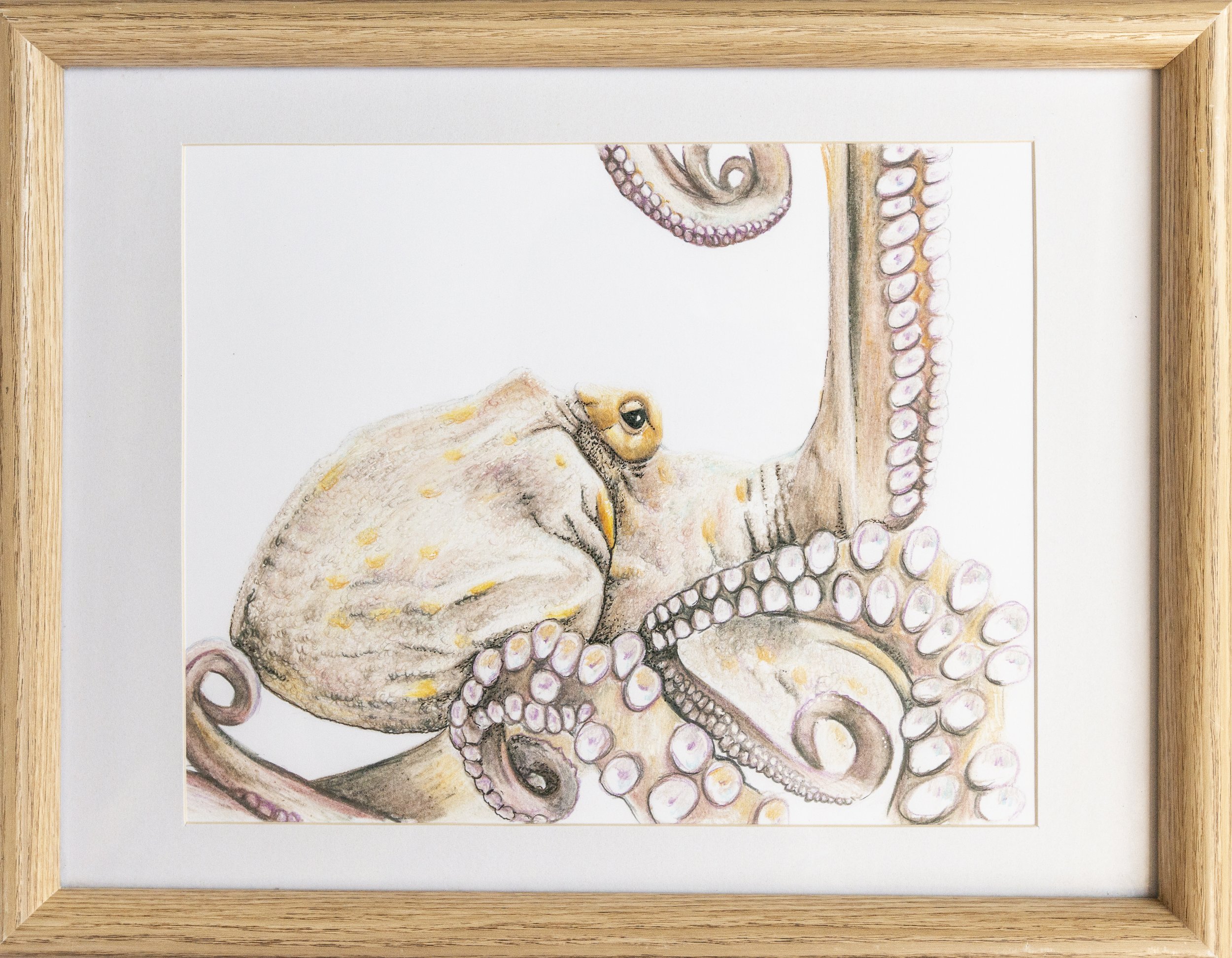 Octopus Drawing