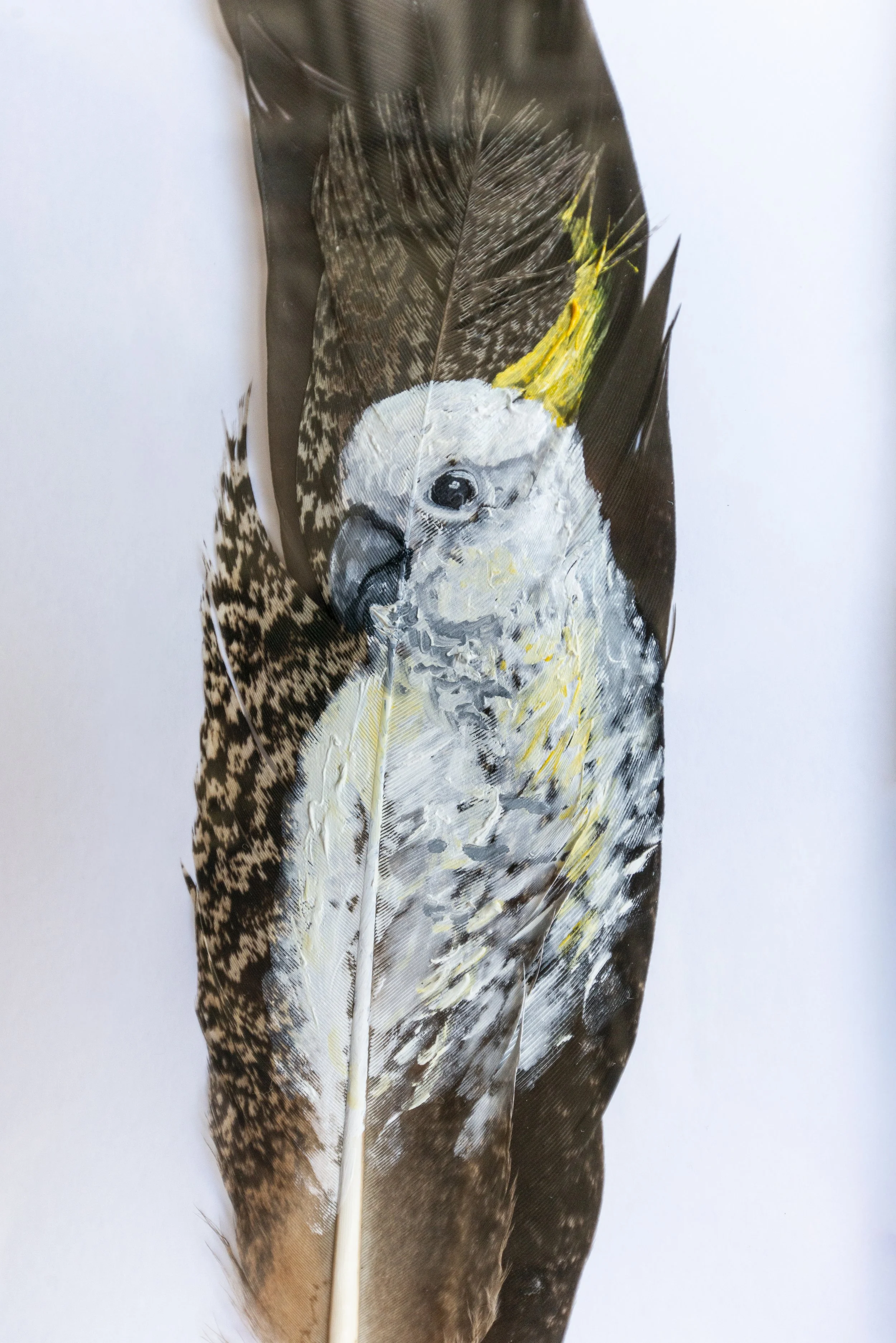 Painted Feathers-1-2.jpg