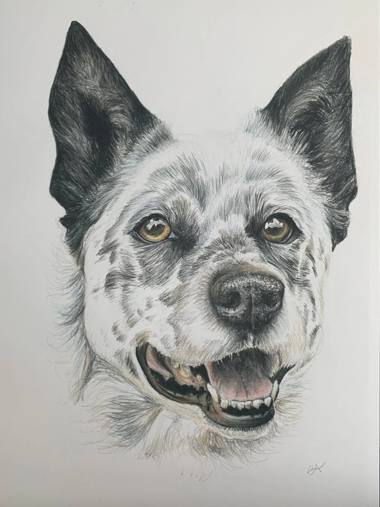 Custom pet portraits Victoria