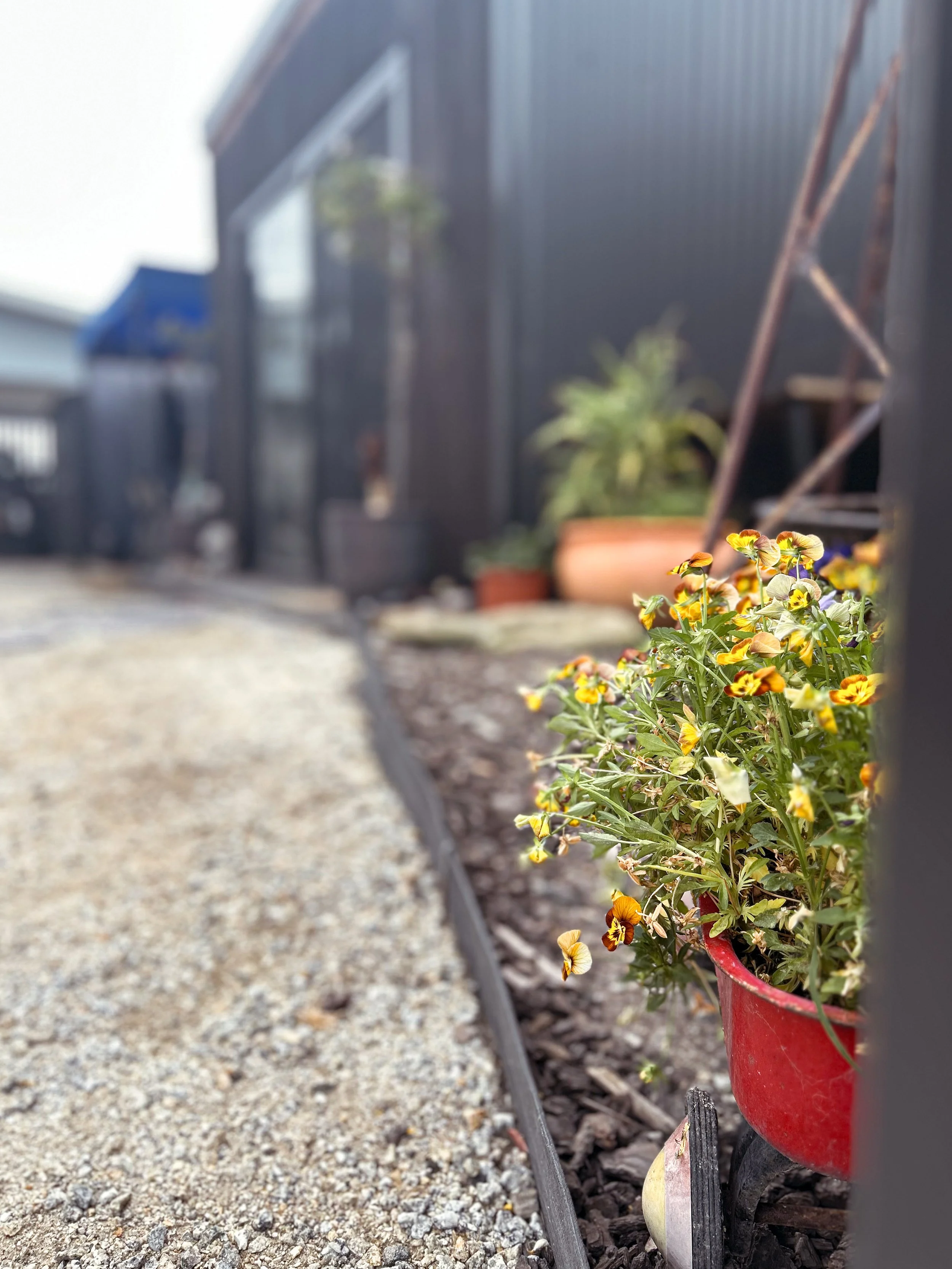Close-up of a red flowerpot with yellow and purple pansy flowers on a garden bed beside a gravel pathway, with a blurred background of a dark-colored shed or building and potted plants.