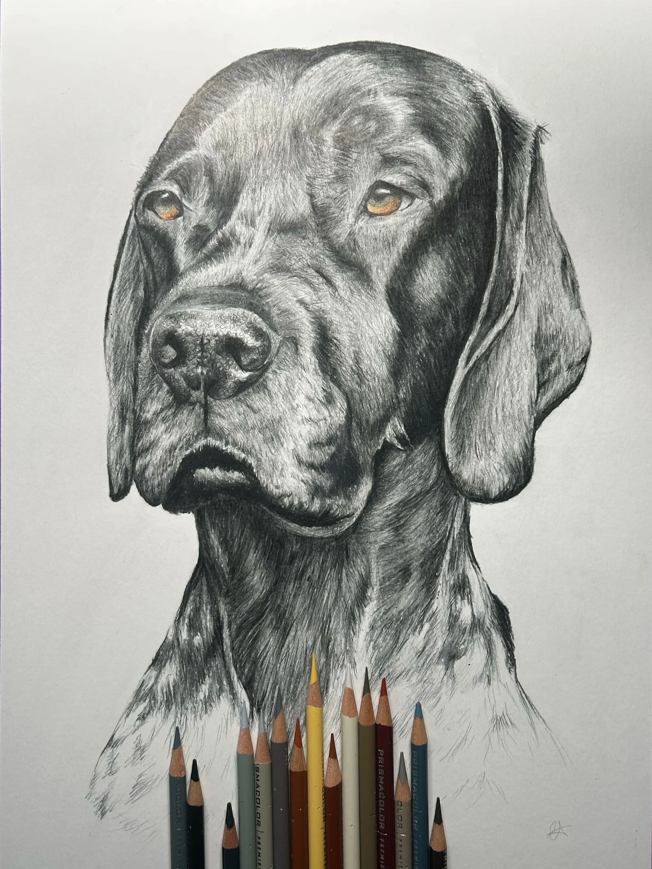 Custom Pet portrait Victoria