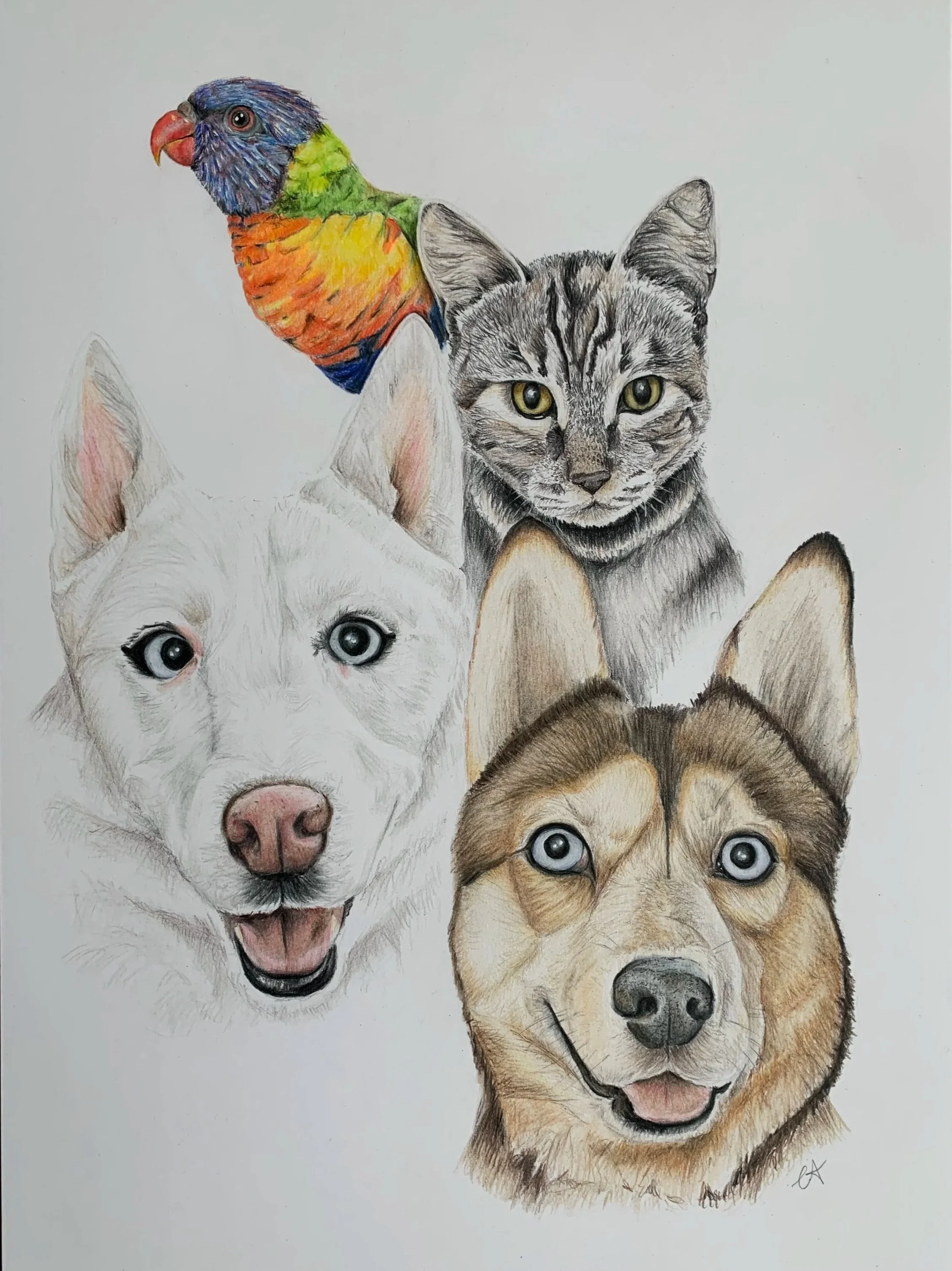 Custom pet portrait by Art by Chelsea Anne in Wonthaggi on the Bass Coast