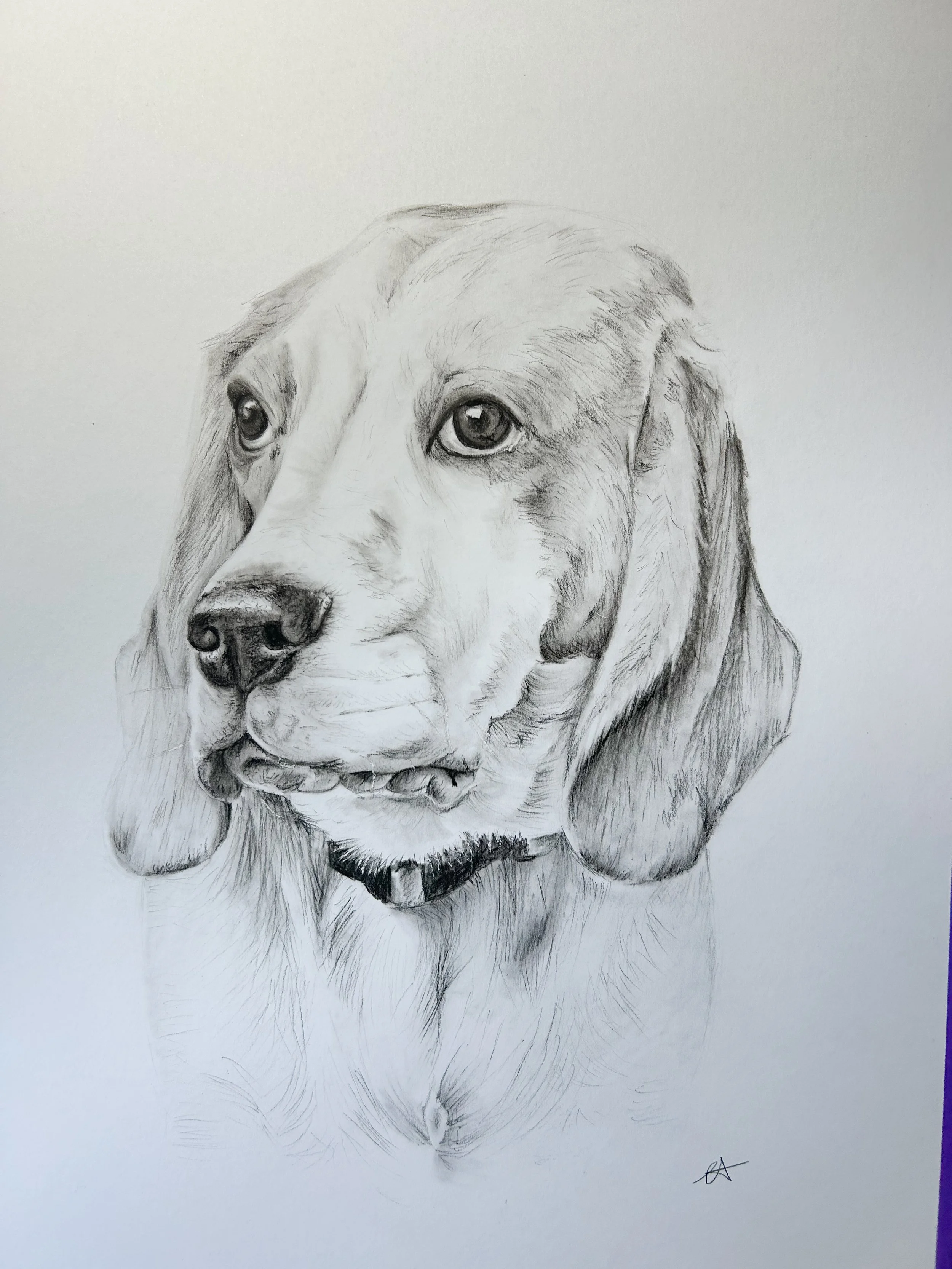 Pet Portraits Australia on the Bass Coast, Victoria. Beagle from Perth Beagle Rescue Portrait in Charcoal by Art By Chelsea Anne