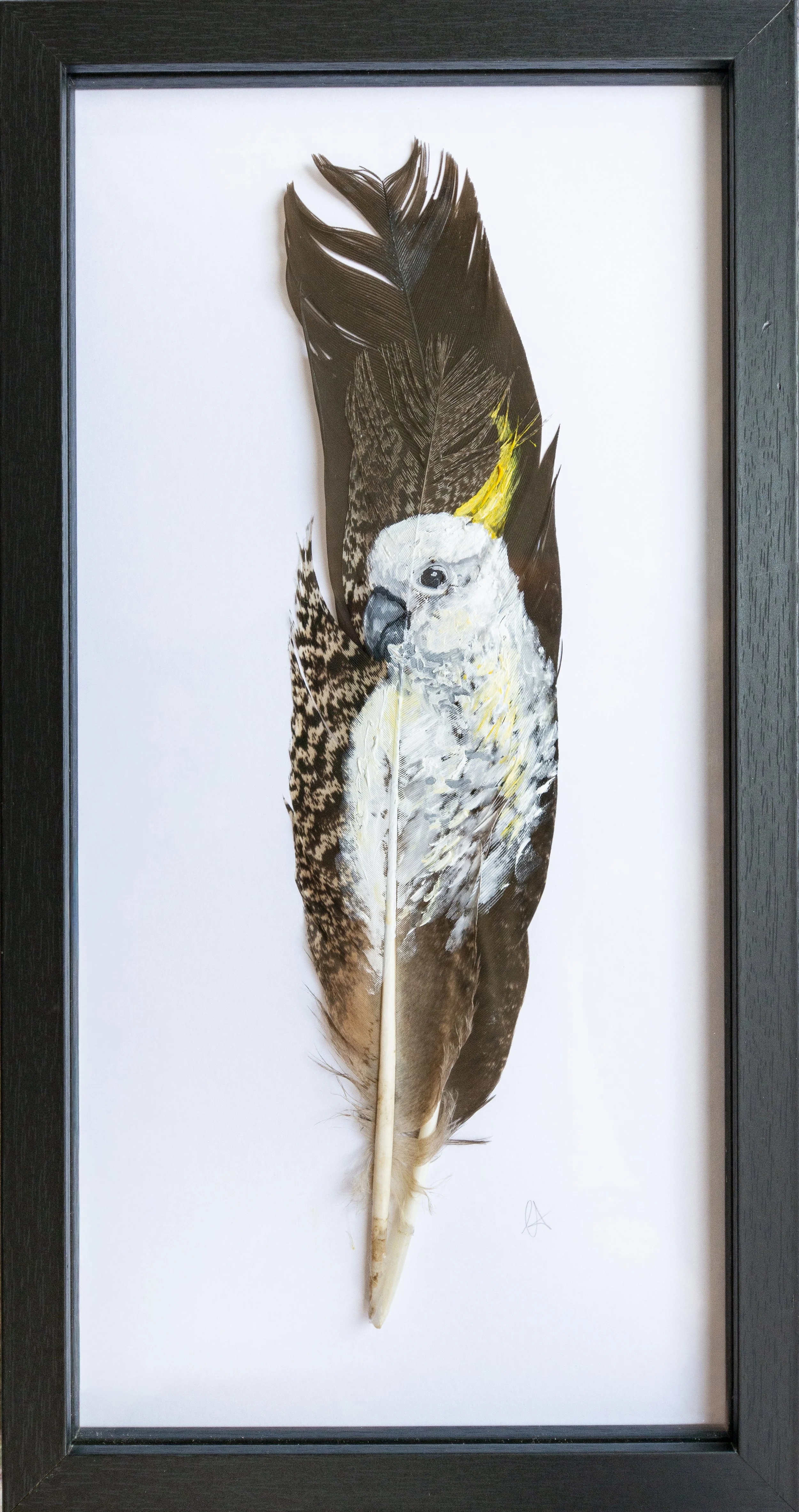 Painted Feathers Collection