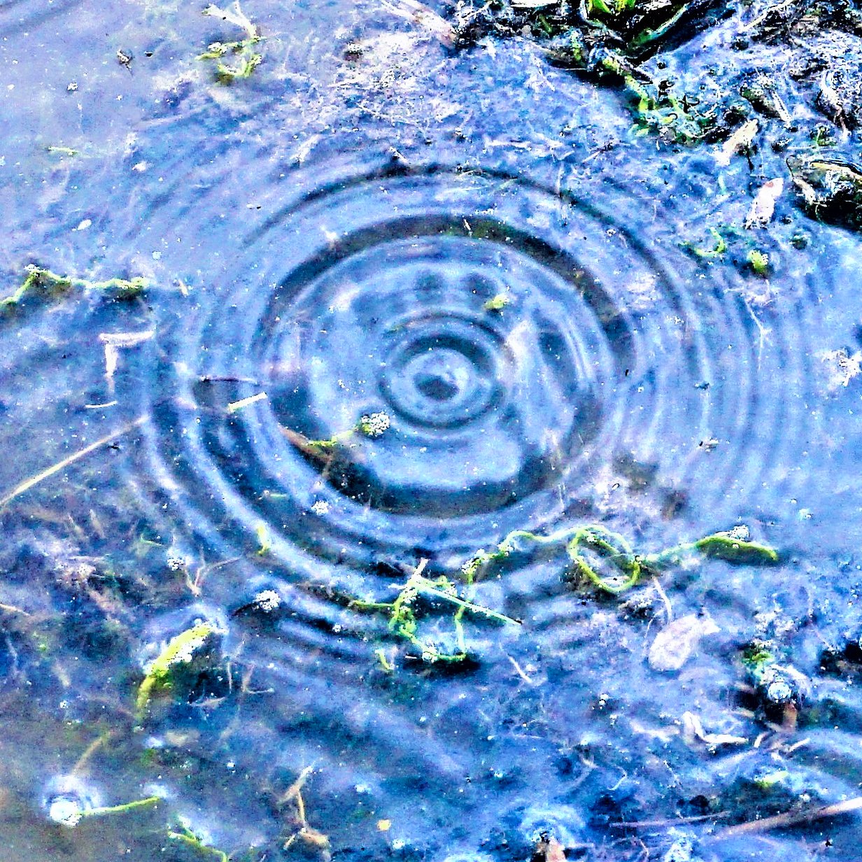 Puddle Ripples.jpg