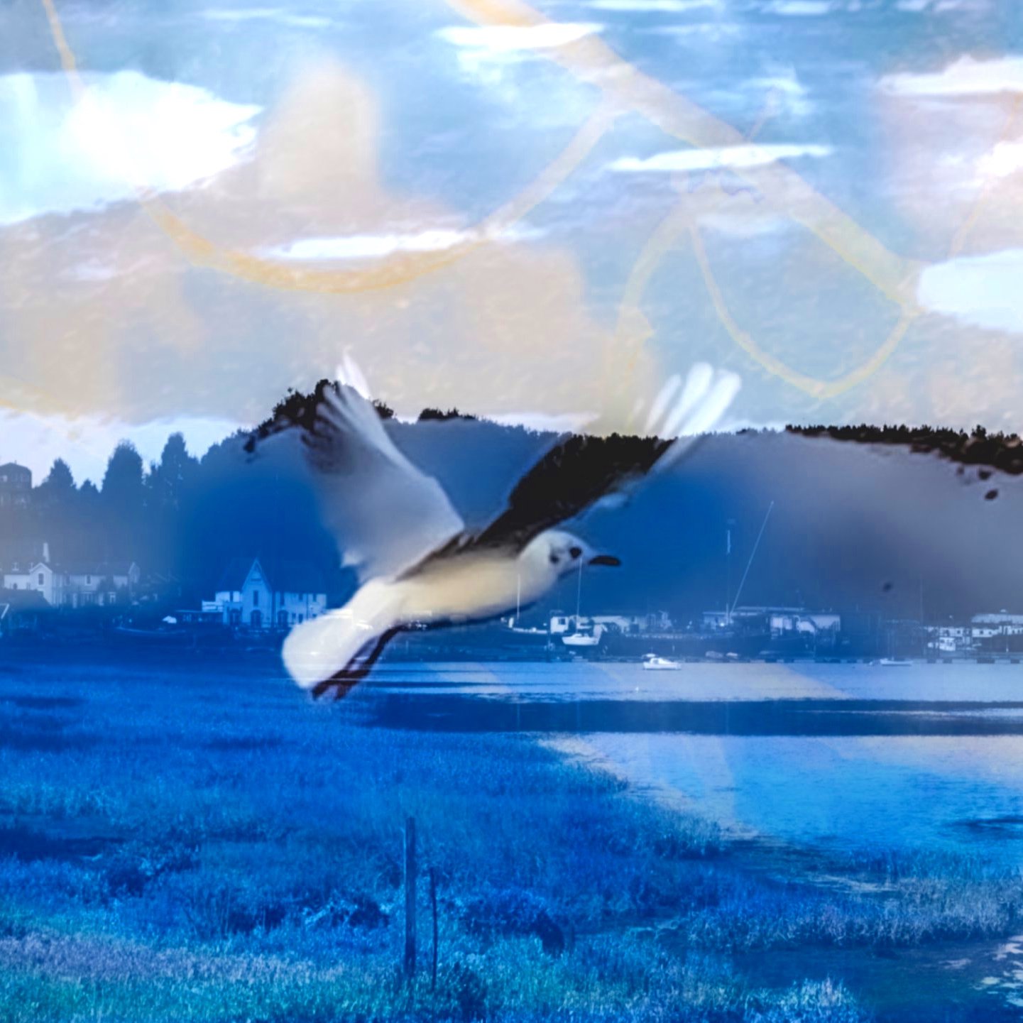 Seagull+Flying.jpg