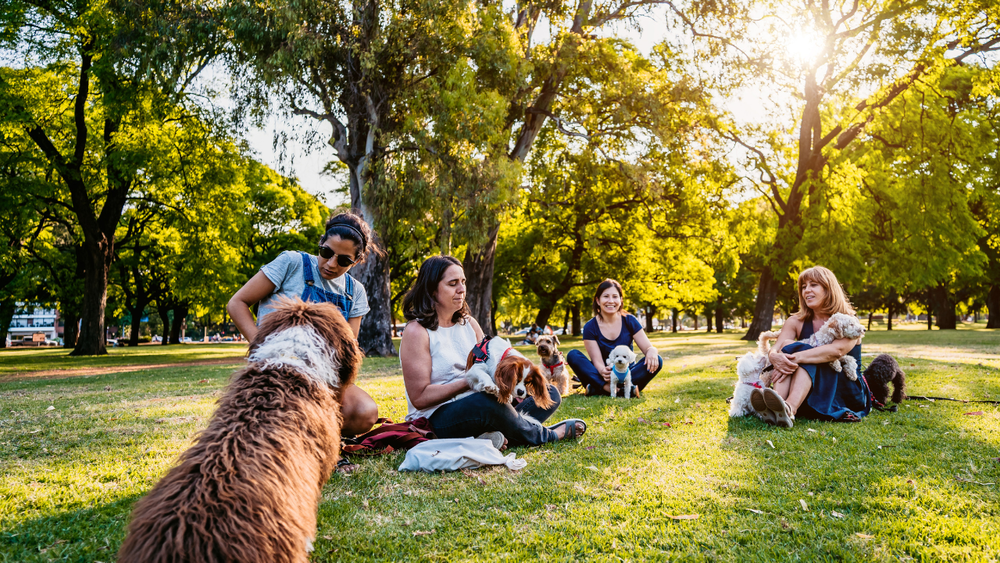 The Dog Trainer School