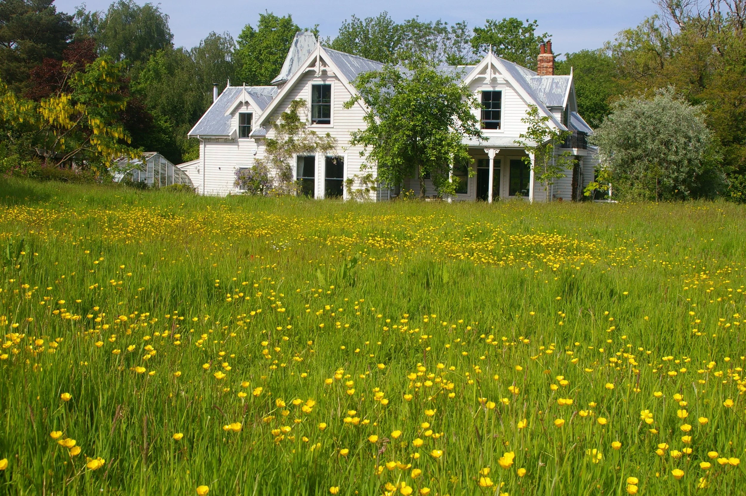 A large white Victorian-style house surrounded by trees, with a green lawn covered in yellow flowers in the foreground.