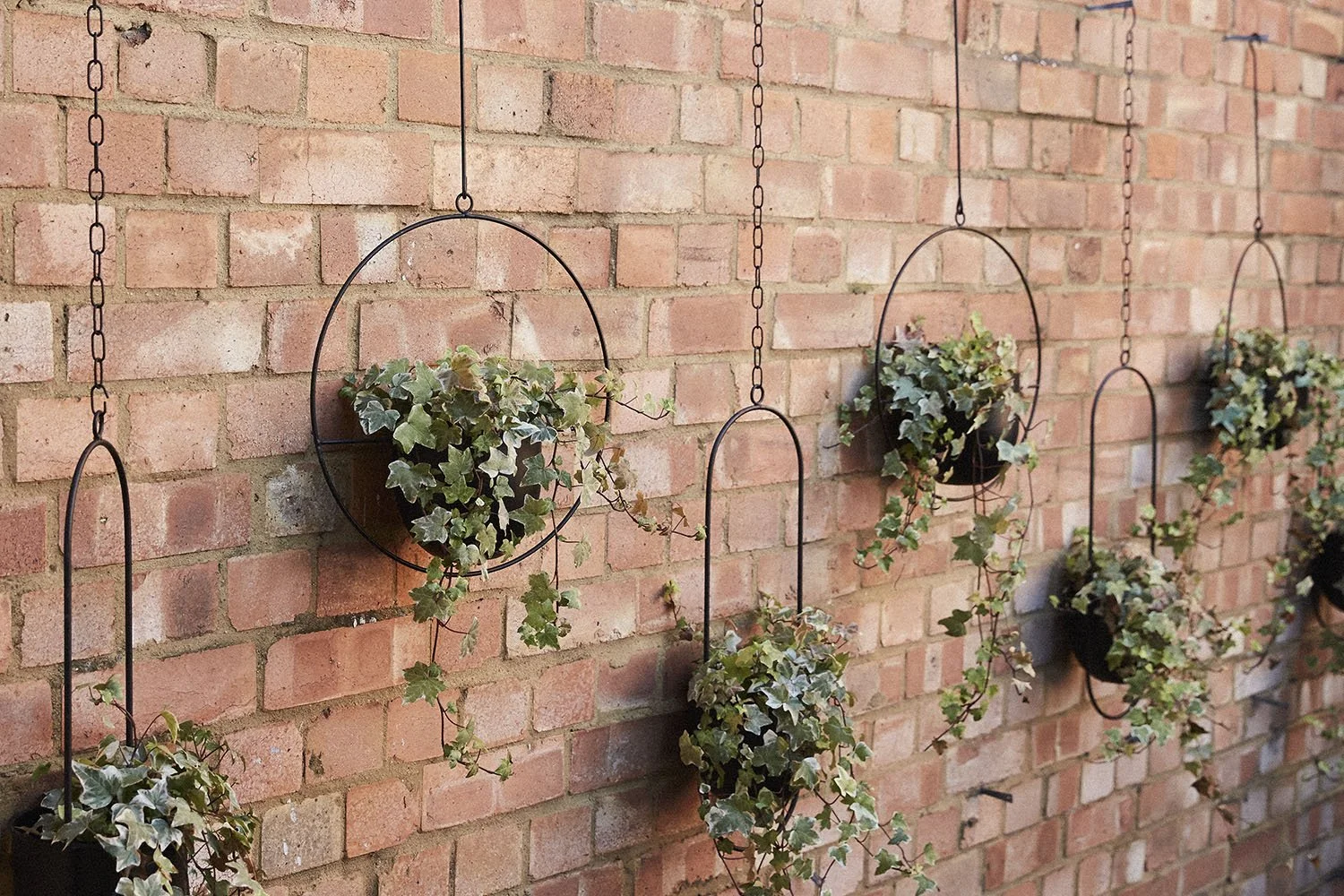 Hanging baskets with ivy plants mounted on a red brick wall.