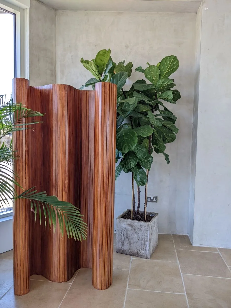 Indoor space with a large potted fig tree with big green leaves, a wooden room divider with curved panels, and a window providing natural light.