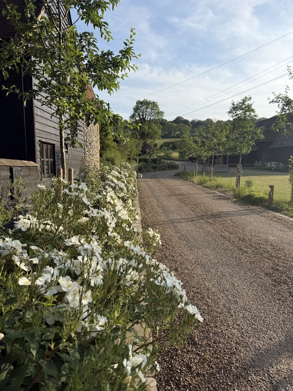 A rural dirt road with lush green trees and white flowering bushes on the side, under a blue sky with a few clouds.
