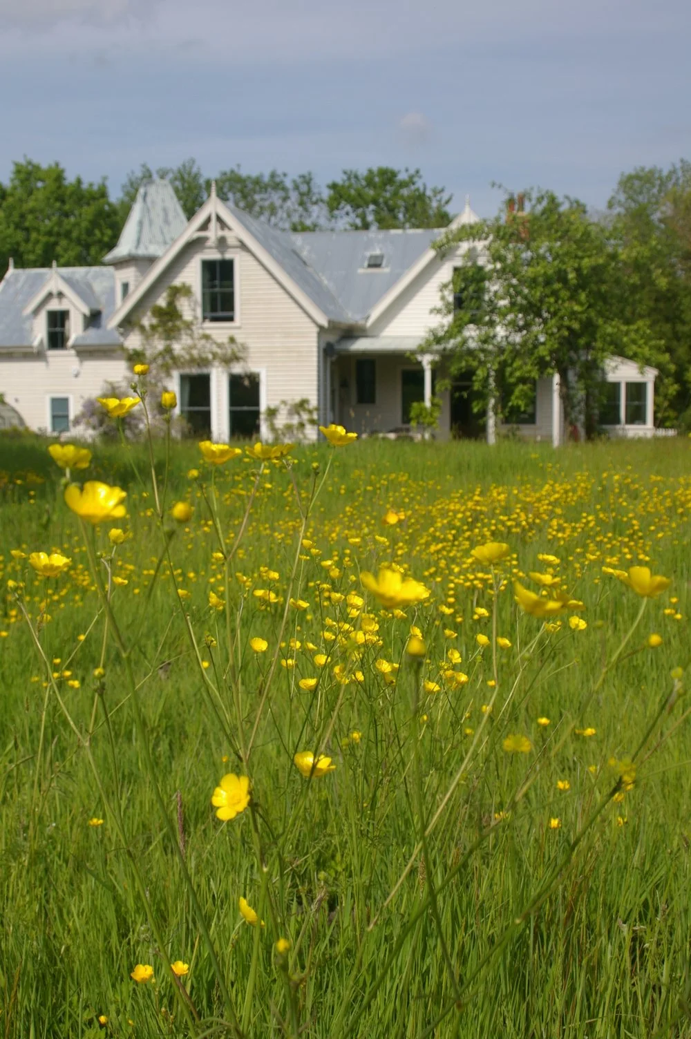 A white house with gray roof surrounded by green trees and yellow wildflowers in the foreground.