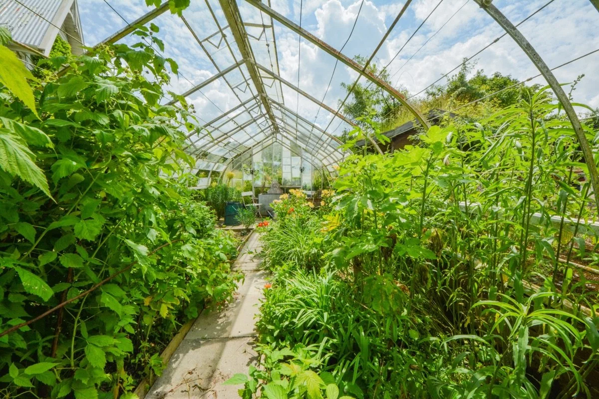 Inside a lush greenhouse with various green plants and flowers growing along a pathway on a sunny day.