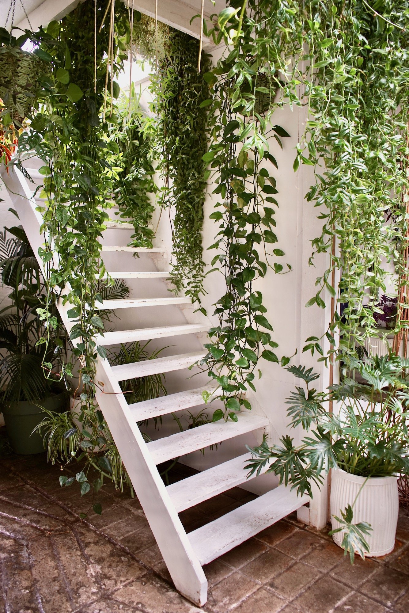White wooden staircase surrounded by hanging and potted green plants in an indoor garden or greenhouse.
