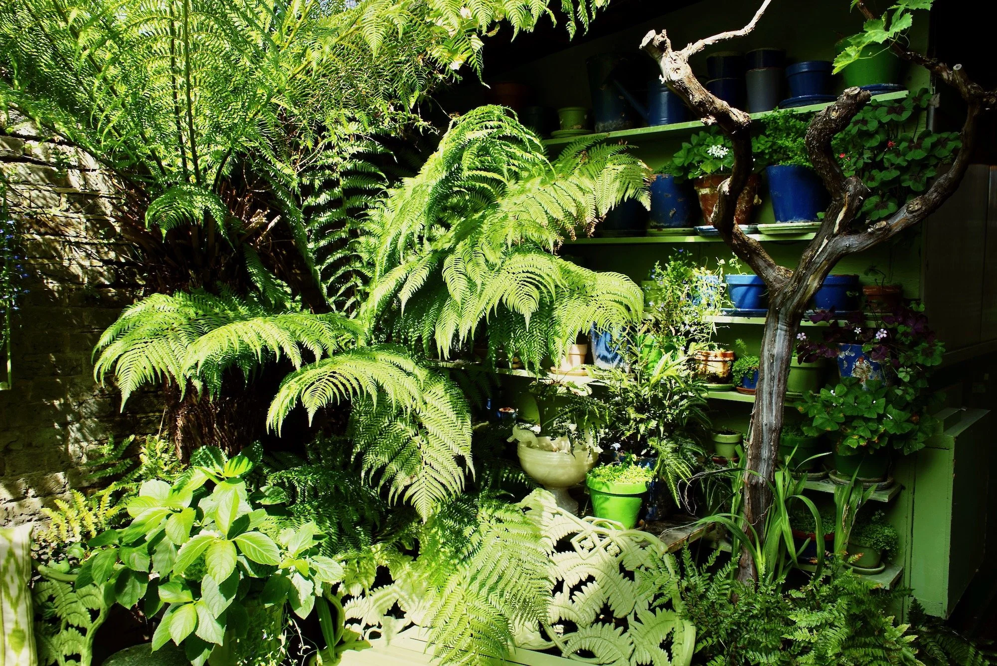 Indoor garden with various green plants, ferns, and potted plants on shelves and on the floor.