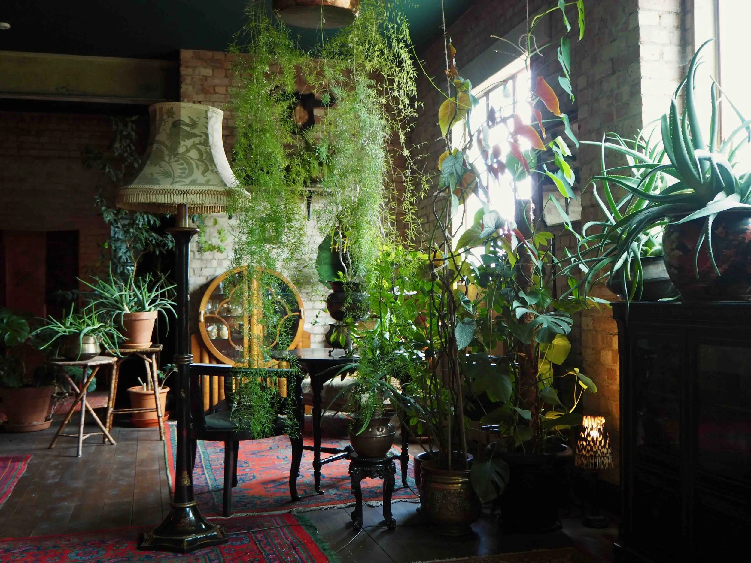 Interior of a room with brick wall, large window, and numerous potted green plants, including aloe and flowering plants, with sunlight filtering through.