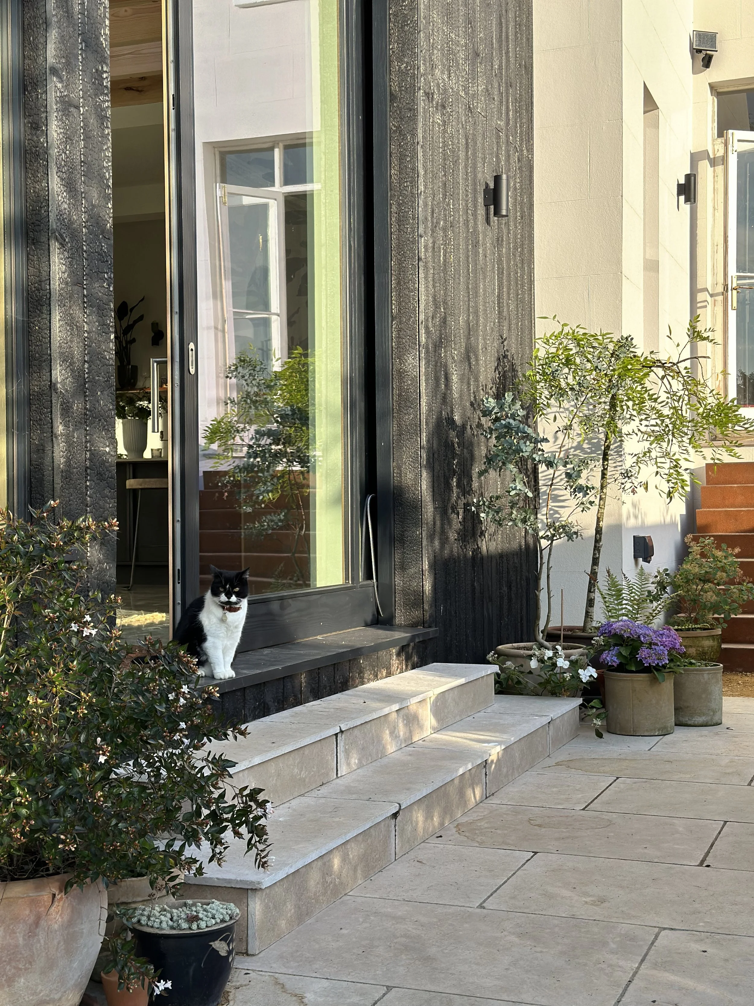 A black and white cat sitting on a stone step outside a modern house with potted plants and trees nearby.