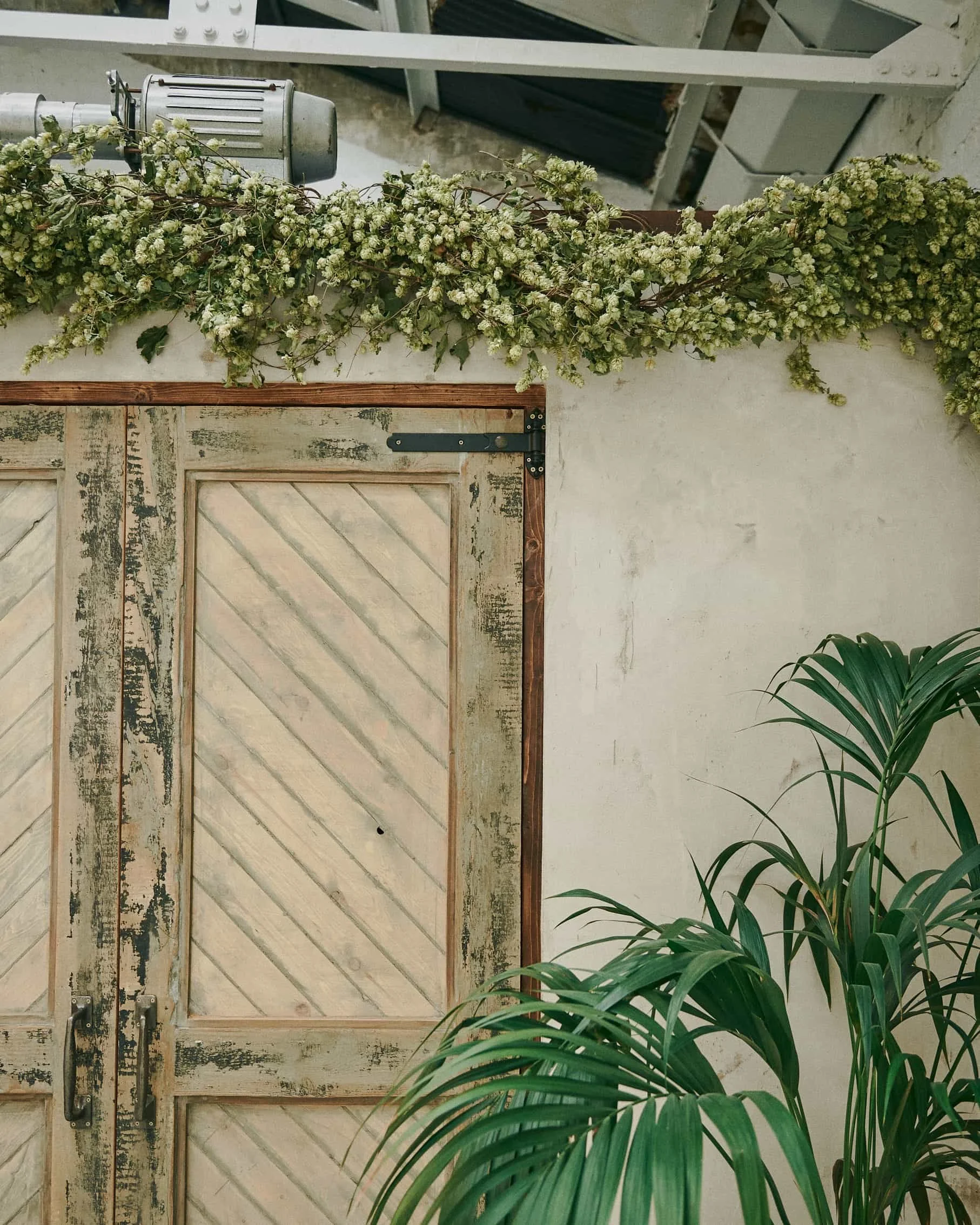 A rustic wooden sliding barn door with a weathered, distressed finish, accompanied by a lush green plant with broad leaves in the foreground, and a garland of small white flowers and greenery draped across the top of the door.
