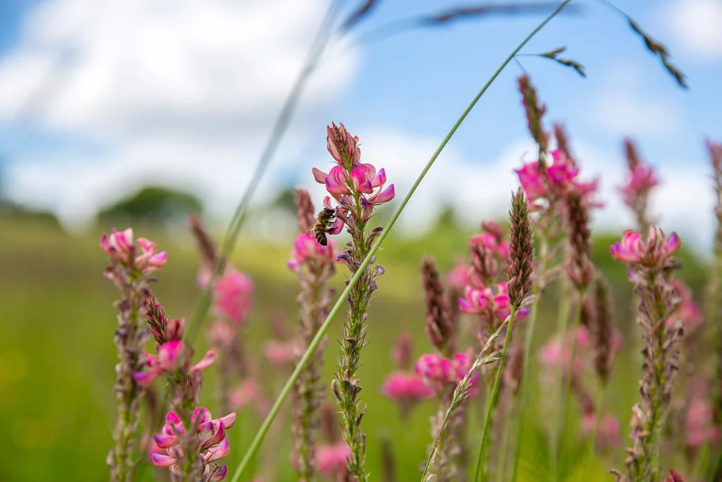 Close-up of pink wildflowers with a bee on one of the flowers in a field under a partly cloudy sky.