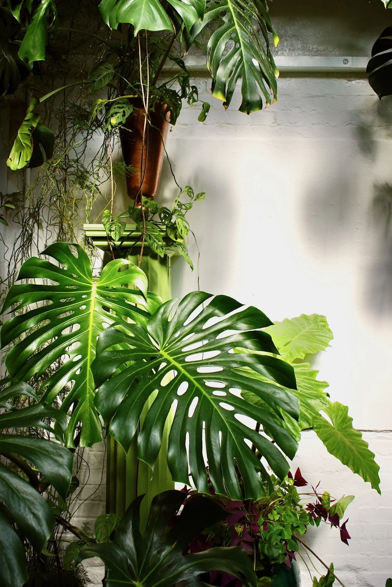 Assorted green houseplants, including Monstera and Philodendron, against a white wall.