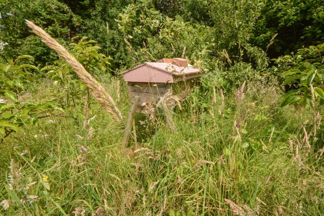 A wooden beehive with a pink roof surrounded by tall grass and greenery.