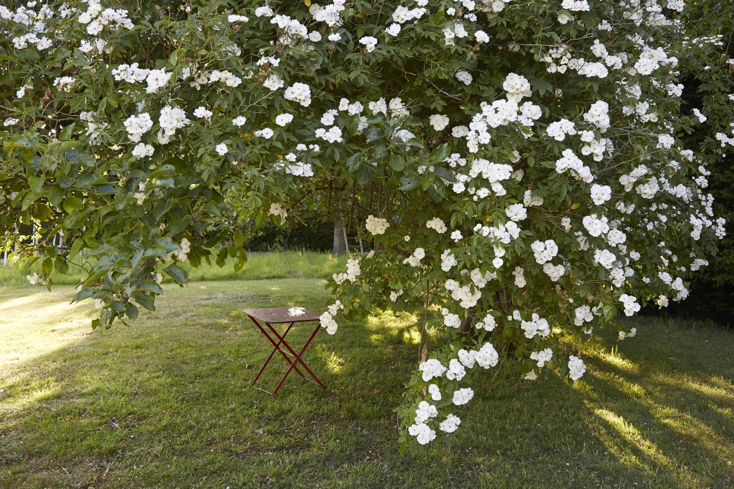 A garden scene with a large bush or small tree full of white flowers, and a small red folding table on the grass below it.