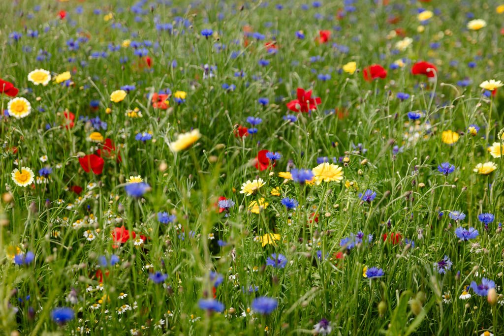 Colorful wildflowers including daisies, poppies, and cornflowers in a green field.