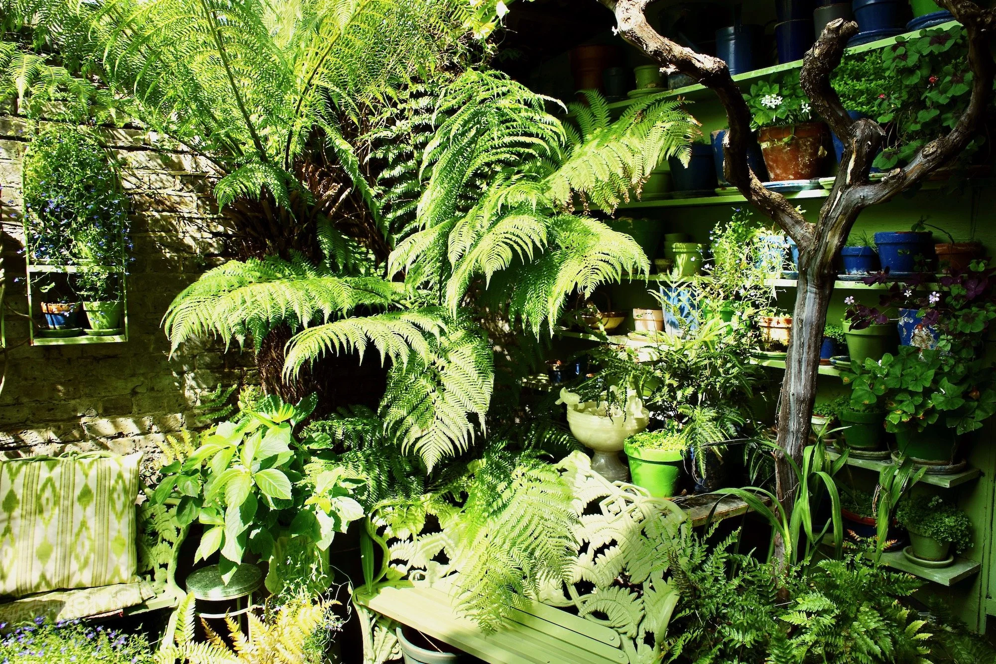 A lush, green garden filled with various ferns and potted plants on shelves and on the ground, with sunlight streaming onto the foliage.
