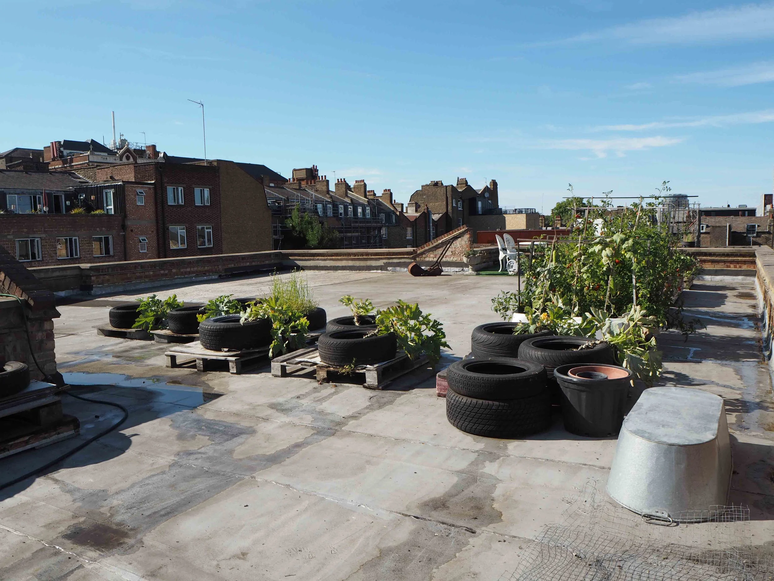 Rooftop garden with plants growing in tires and pots, surrounded by city buildings under a blue sky.