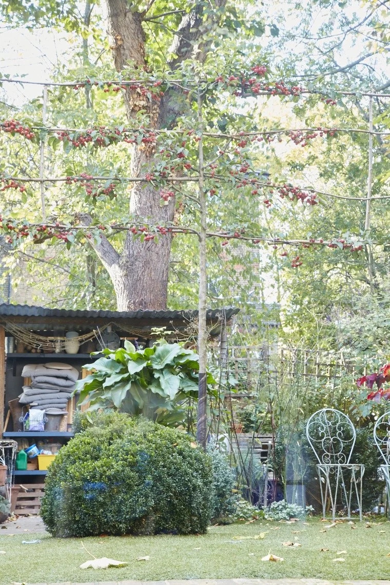 A backyard garden with a young tree, flowering branches, leafy bushes, and two white metal chairs.